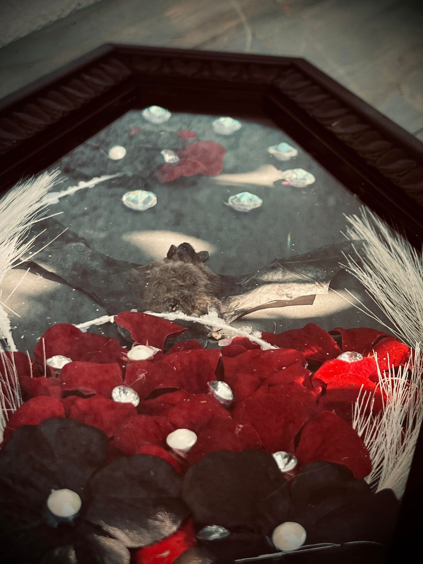 Real Tylonycteris Pachypus Bamboo Bat Display Taxidermy Preserved Whimsical Oddity Oddities Occult Curiosities Gift Idea Entomology