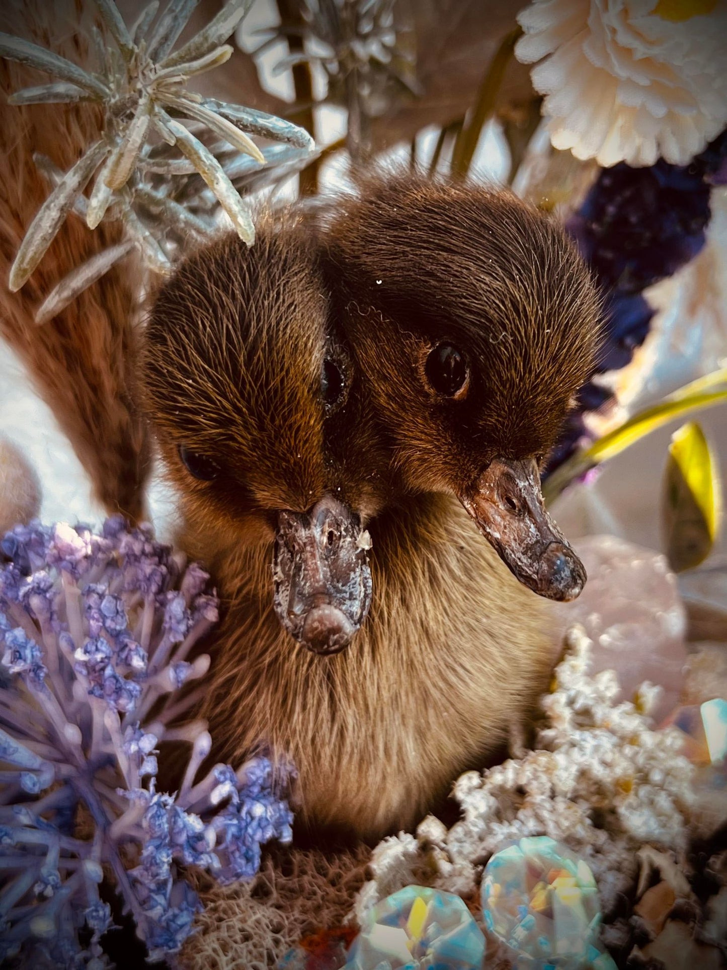 2 Headed Duckling Taxidermy, Gift Idea, Baby Duck, Teacup display, Oddity, Oddities, Occult, Curiosities bizarre biology specimen collection