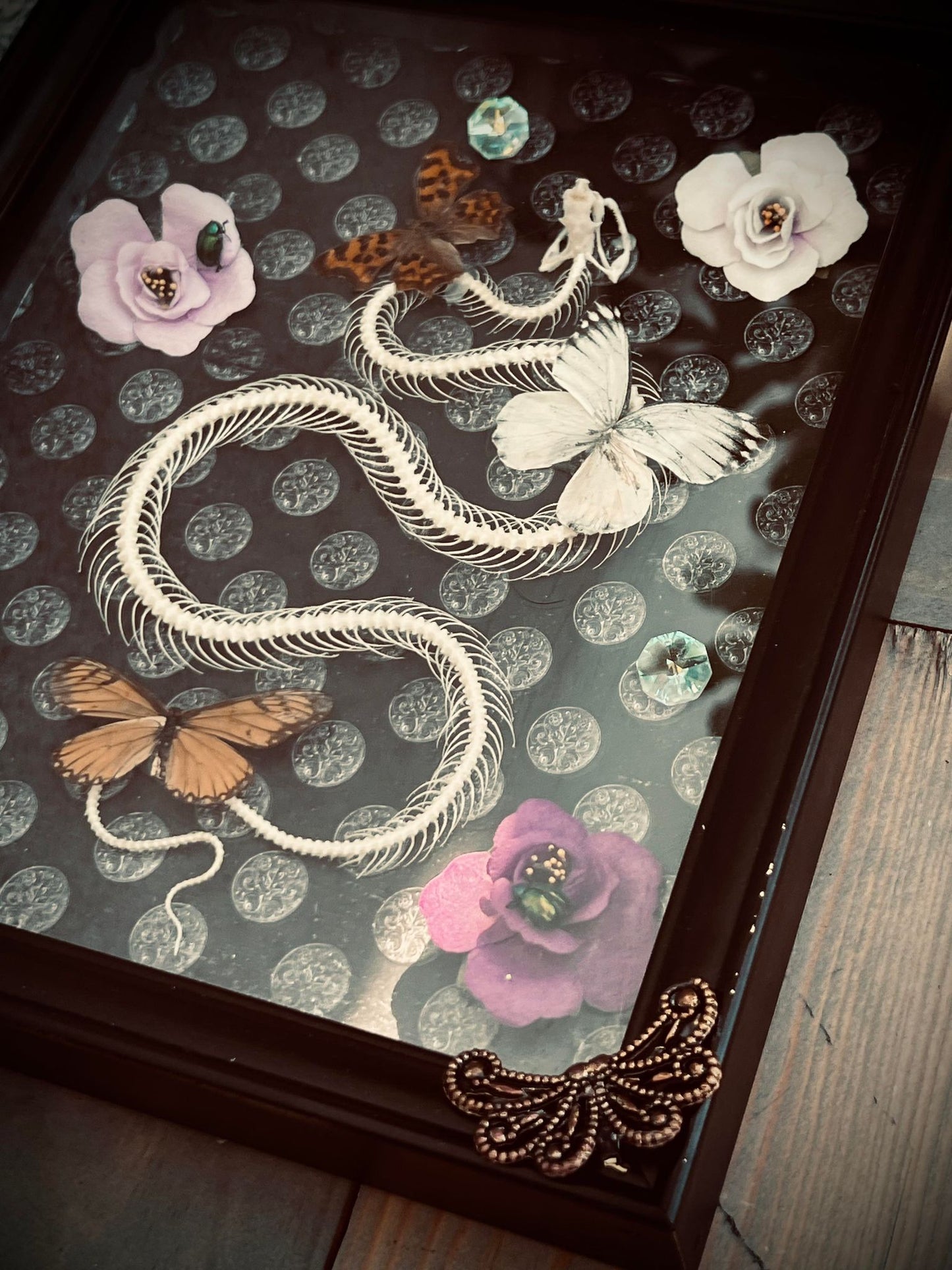 Real Pit Viper Snake Bone Skeleton Butterfly Display Taxidermy Preserved Whimsical Oddity Oddities Occult Curiosities Gift Idea Entomology