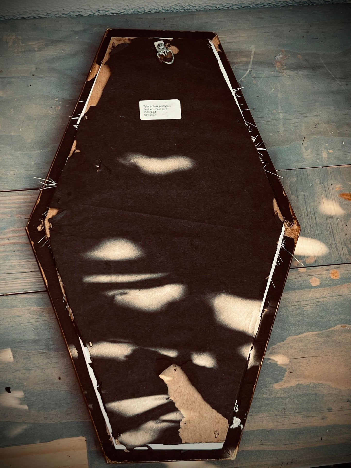 Real Tylonycteris Pachypus Bamboo Bat Display Taxidermy Preserved Whimsical Oddity Oddities Occult Curiosities Gift Idea Entomology