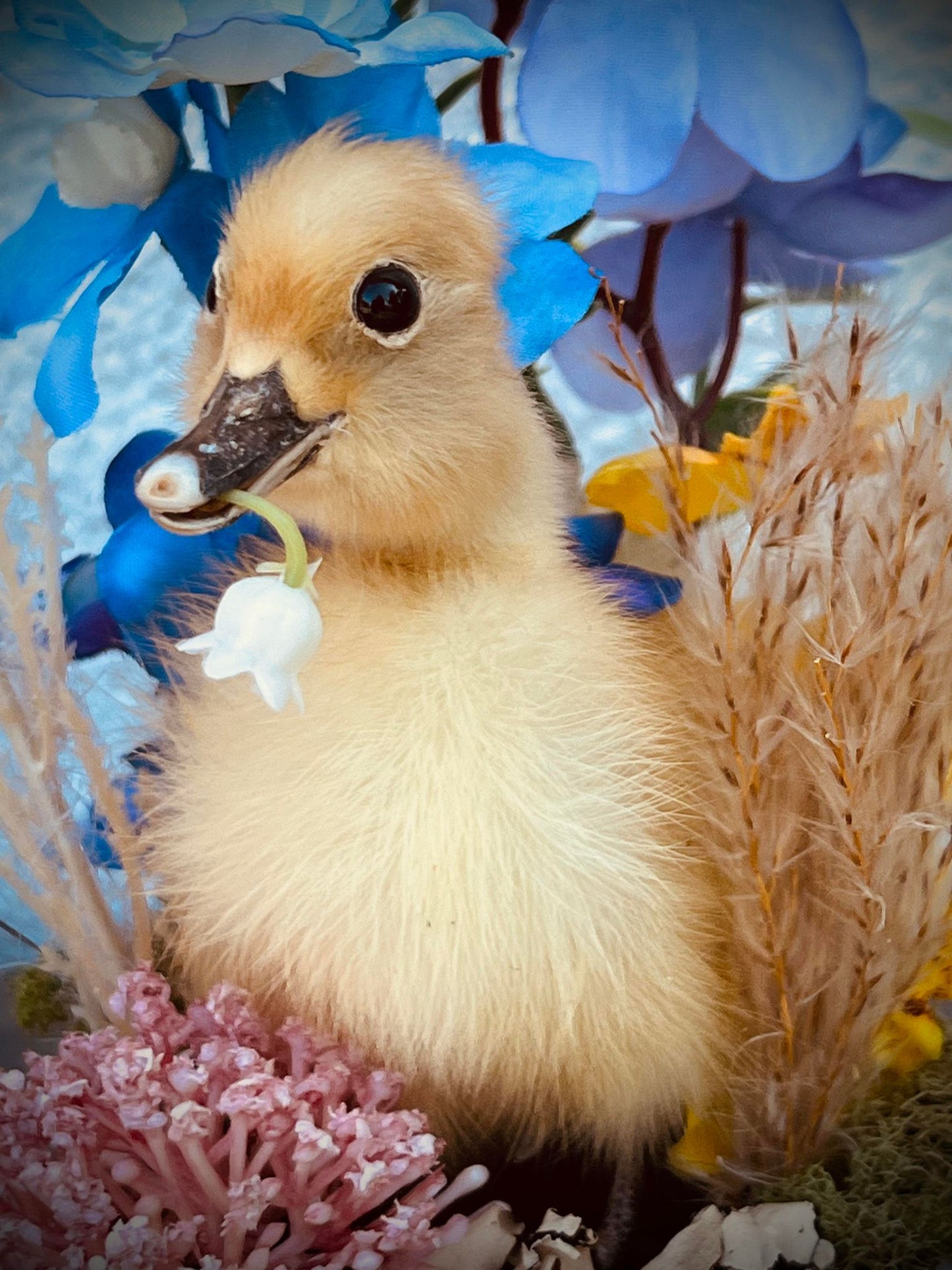 Baby Duckling Teacup Taxidermy, Gift Idea, Baby Duck on display, Oddity, Oddities, Occult, Curiosities bizarre biology specimen collection