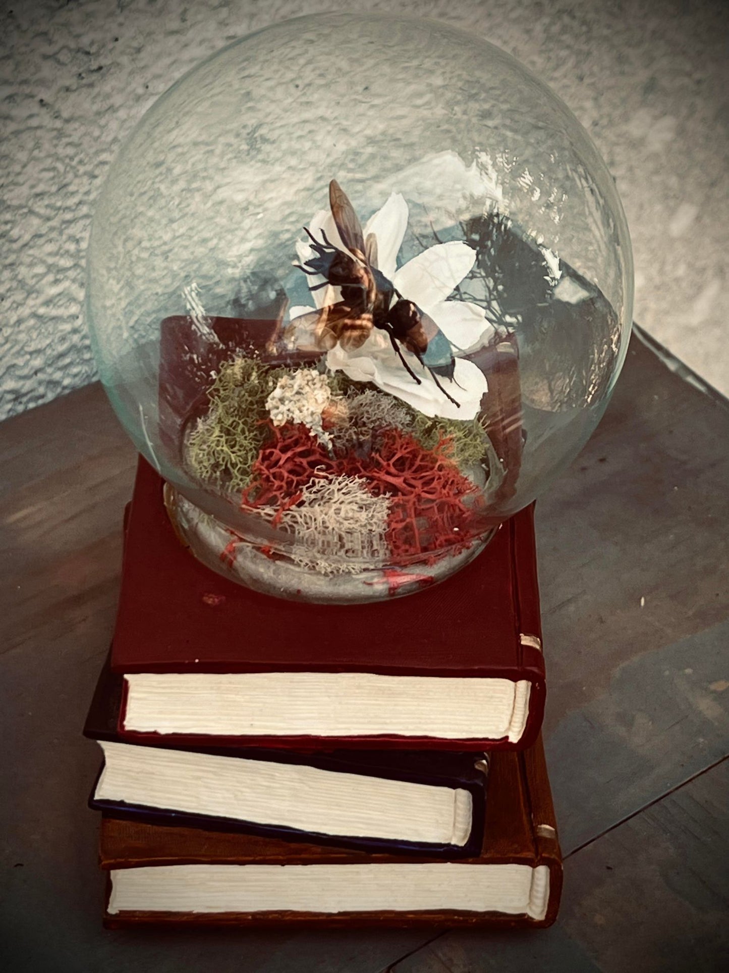 Real Dried Banded Hornet, Vespa tropica Display Insect Oddity, Oddities, Occult, Curiosities Bizarre Biology Specimen Collection