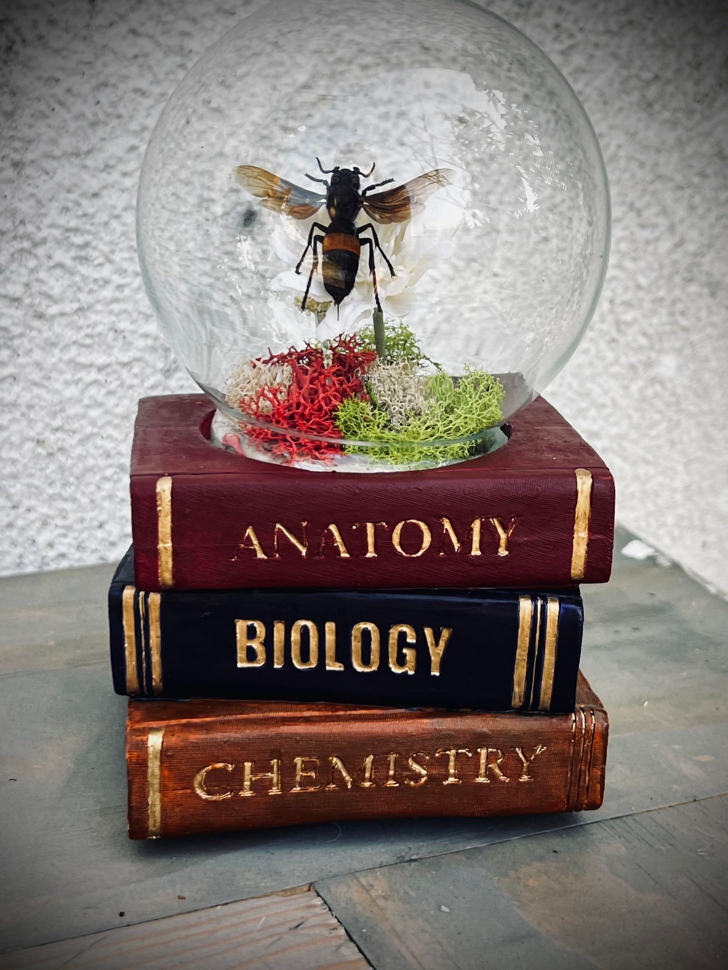 Real Dried Banded Hornet, Vespa tropica Display Insect Oddity, Oddities, Occult, Curiosities Bizarre Biology Specimen Collection