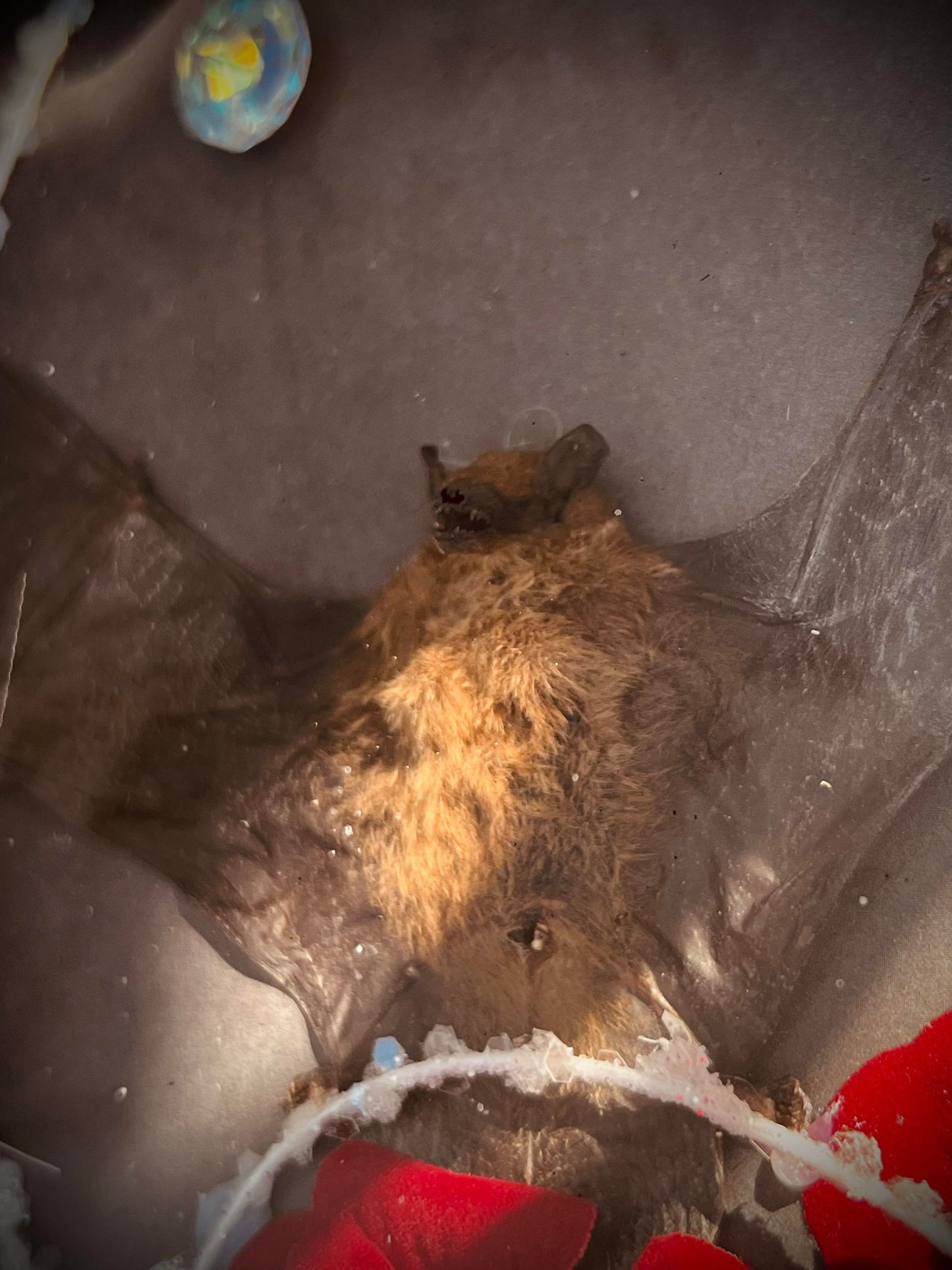 Real Tylonycteris Pachypus Bamboo Bat Display Taxidermy Preserved Whimsical Oddity Oddities Occult Curiosities Gift Idea Entomology