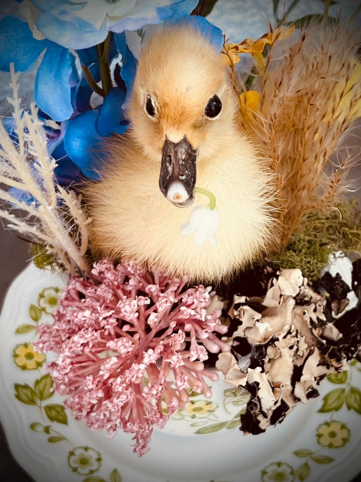 Baby Duckling Teacup Taxidermy, Gift Idea, Baby Duck on display, Oddity, Oddities, Occult, Curiosities bizarre biology specimen collection