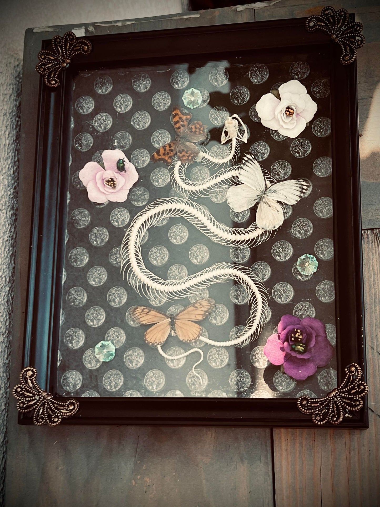 Real Pit Viper Snake Bone Skeleton Butterfly Display Taxidermy Preserved Whimsical Oddity Oddities Occult Curiosities Gift Idea Entomology