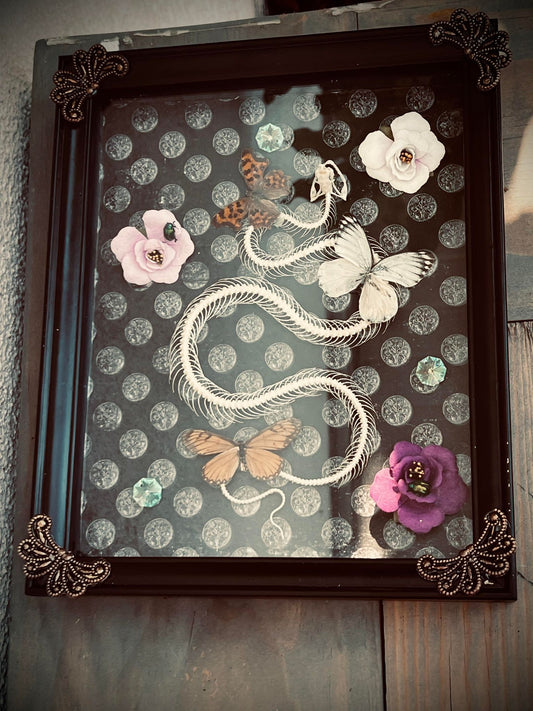 Real Pit Viper Snake Bone Skeleton Butterfly Display Taxidermy Preserved Whimsical Oddity Oddities Occult Curiosities Gift Idea Entomology