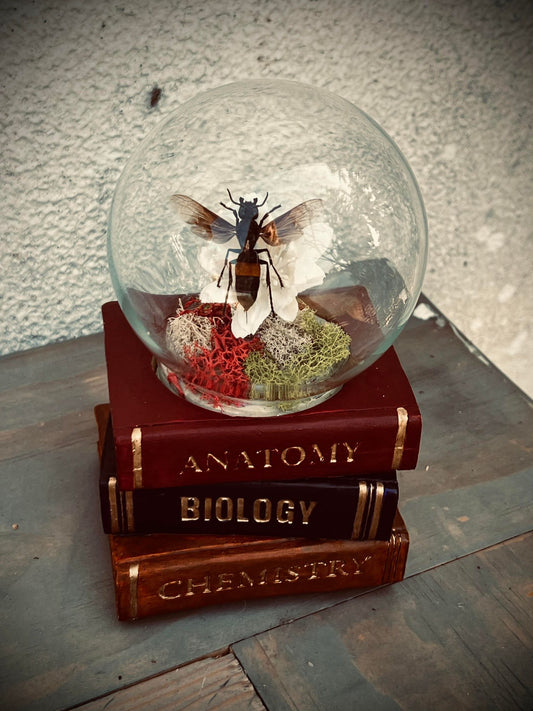 Real Dried Banded Hornet, Vespa tropica Display Insect Oddity, Oddities, Occult, Curiosities Bizarre Biology Specimen Collection