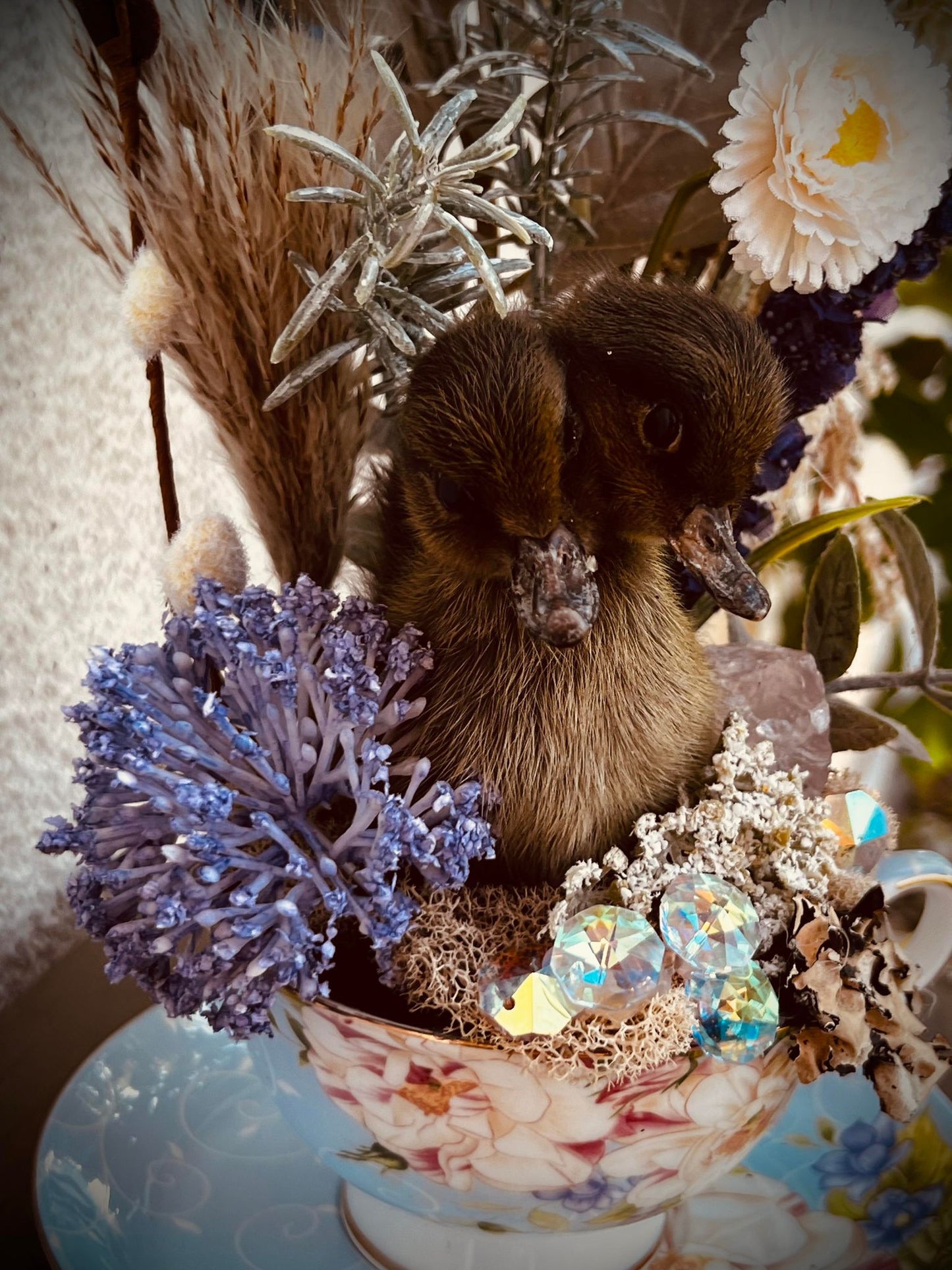 2 Headed Duckling Taxidermy, Gift Idea, Baby Duck, Teacup display, Oddity, Oddities, Occult, Curiosities bizarre biology specimen collection