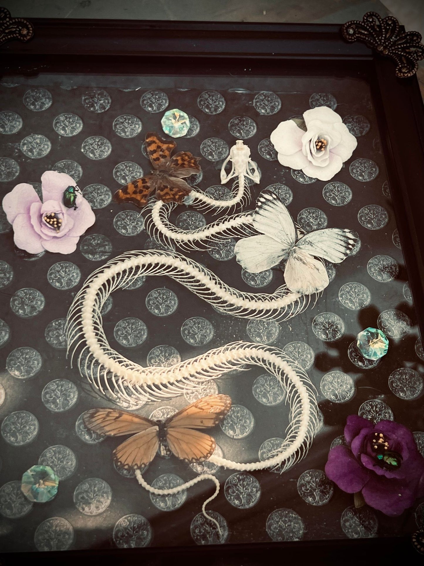 Real Pit Viper Snake Bone Skeleton Butterfly Display Taxidermy Preserved Whimsical Oddity Oddities Occult Curiosities Gift Idea Entomology