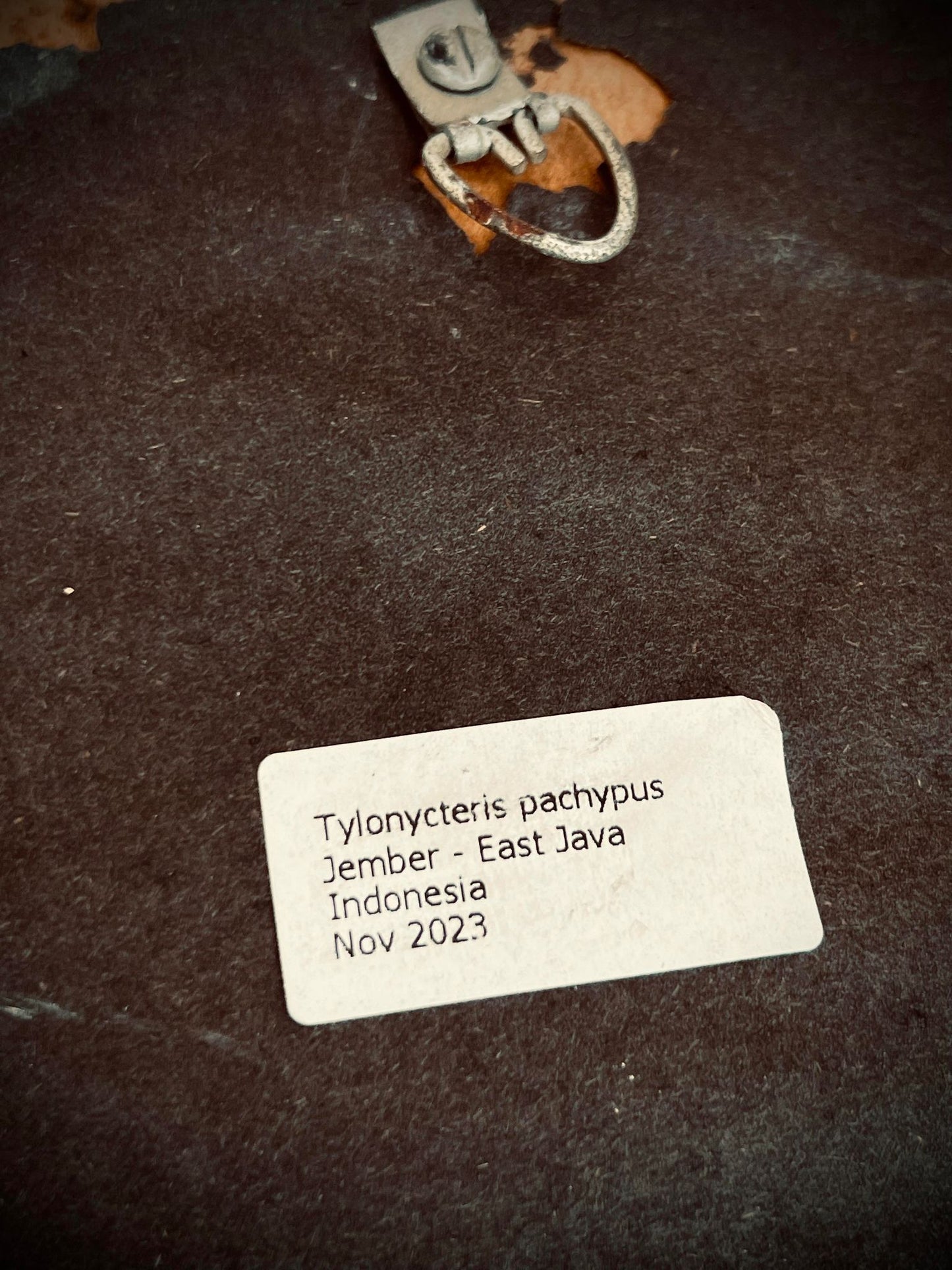 Real Tylonycteris Pachypus Bamboo Bat Display Taxidermy Preserved Whimsical Oddity Oddities Occult Curiosities Gift Idea Entomology