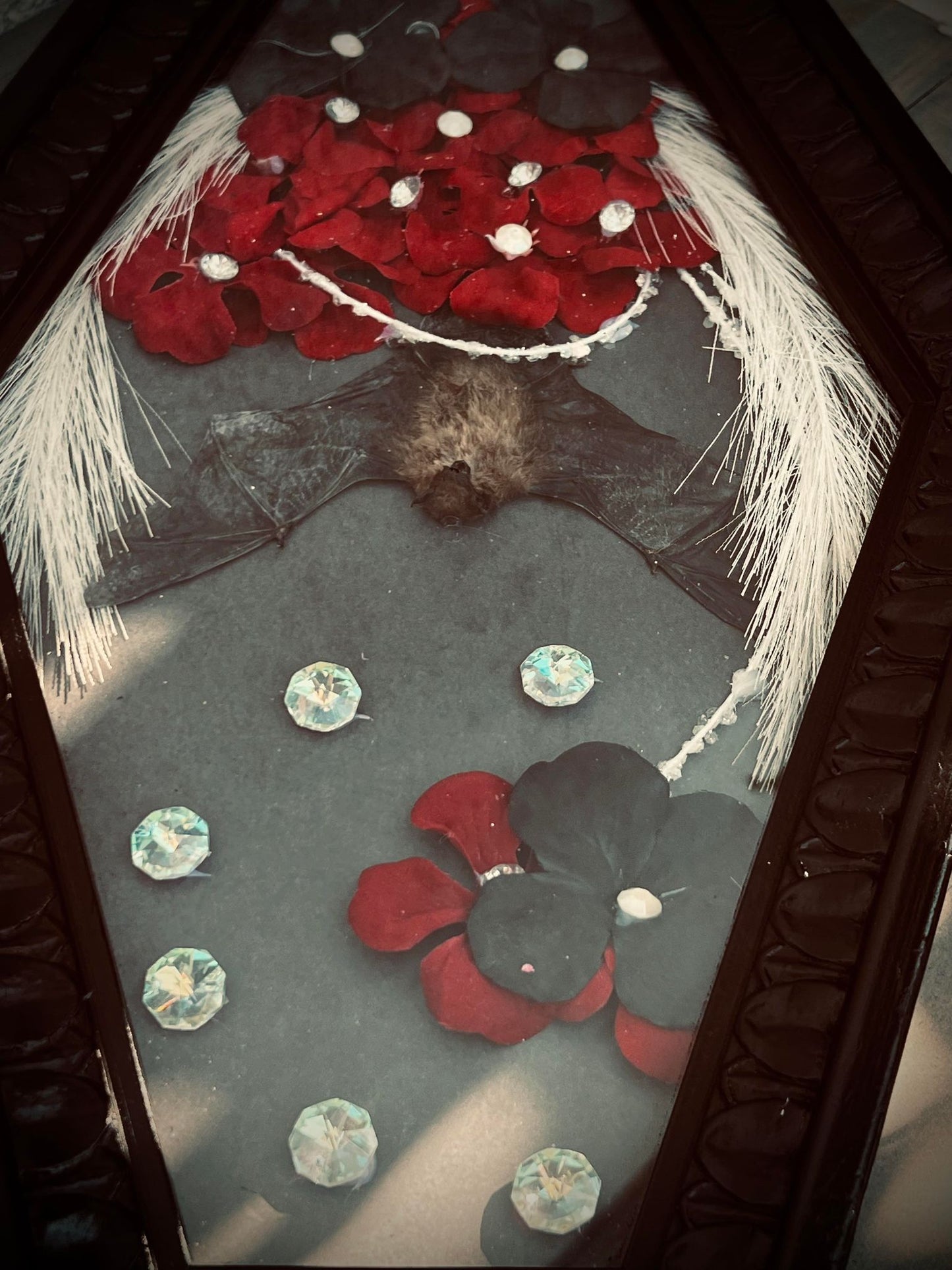 Real Tylonycteris Pachypus Bamboo Bat Display Taxidermy Preserved Whimsical Oddity Oddities Occult Curiosities Gift Idea Entomology