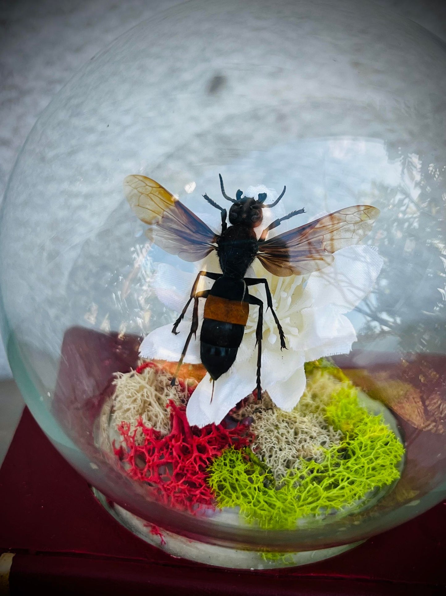 Real Dried Banded Hornet, Vespa tropica Display Insect Oddity, Oddities, Occult, Curiosities Bizarre Biology Specimen Collection