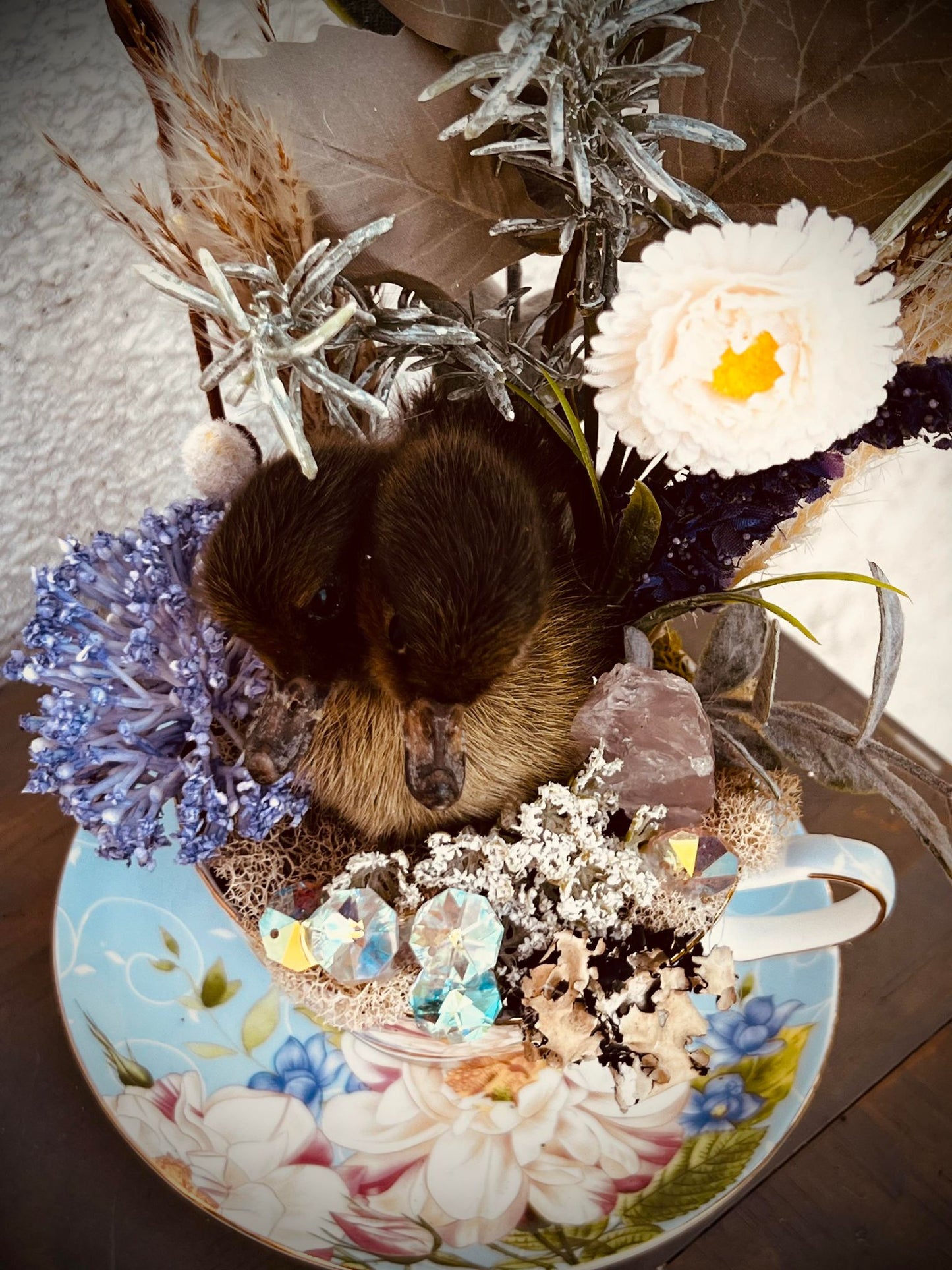 2 Headed Duckling Taxidermy, Gift Idea, Baby Duck, Teacup display, Oddity, Oddities, Occult, Curiosities bizarre biology specimen collection