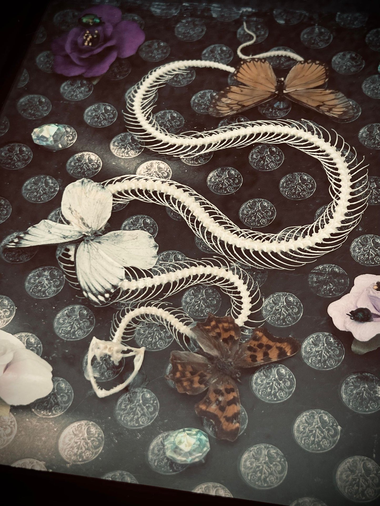Real Pit Viper Snake Bone Skeleton Butterfly Display Taxidermy Preserved Whimsical Oddity Oddities Occult Curiosities Gift Idea Entomology