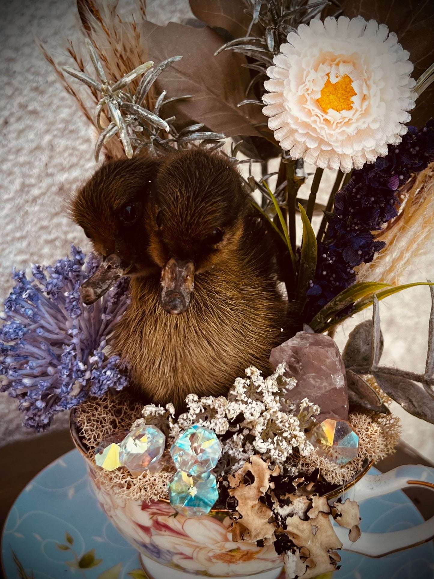 2 Headed Duckling Taxidermy, Gift Idea, Baby Duck, Teacup display, Oddity, Oddities, Occult, Curiosities bizarre biology specimen collection