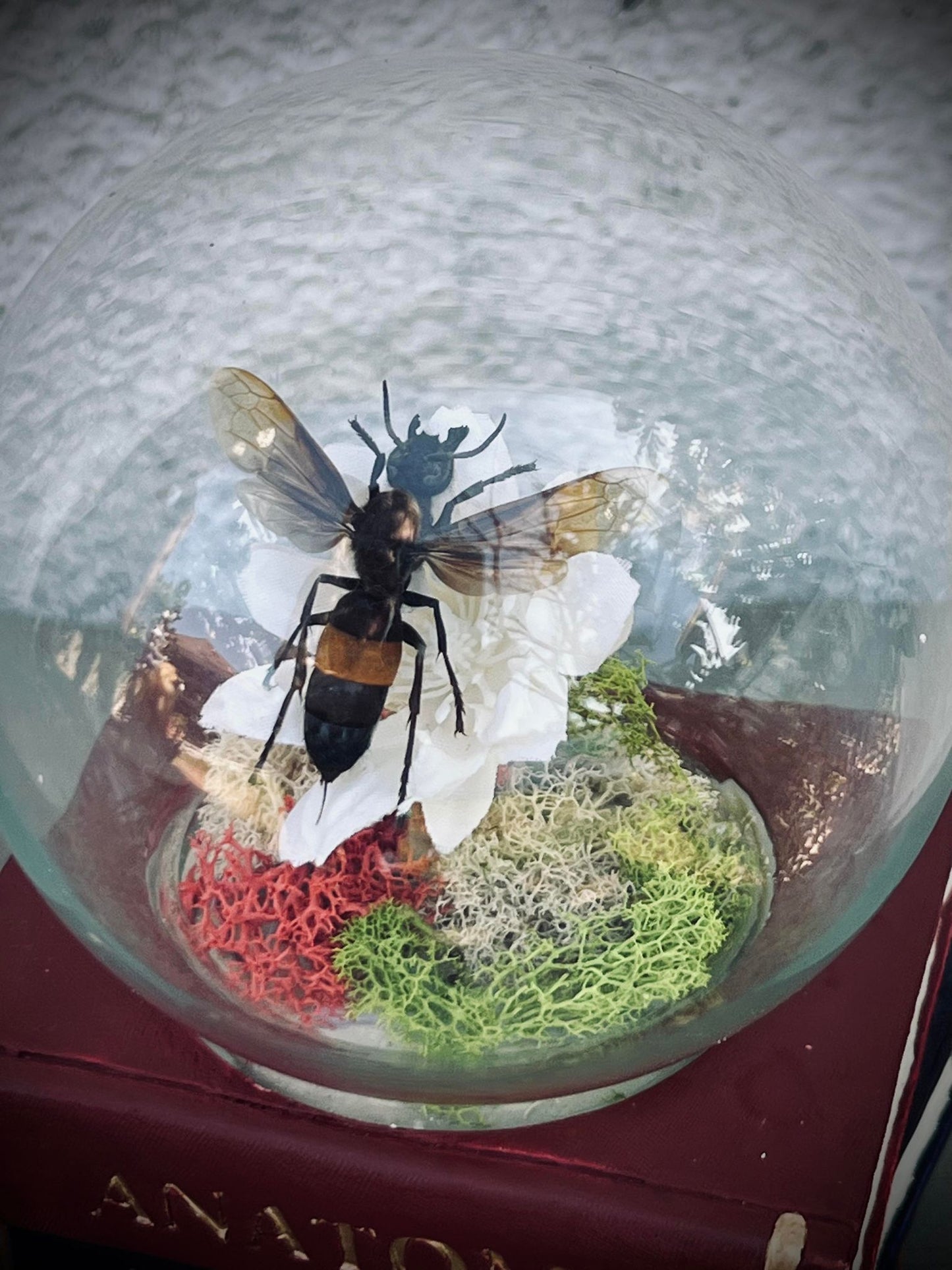 Real Dried Banded Hornet, Vespa tropica Display Insect Oddity, Oddities, Occult, Curiosities Bizarre Biology Specimen Collection