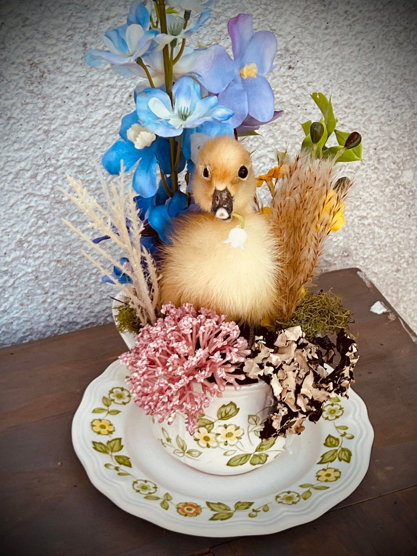 Baby Duckling Teacup Taxidermy, Gift Idea, Baby Duck on display, Oddity, Oddities, Occult, Curiosities bizarre biology specimen collection