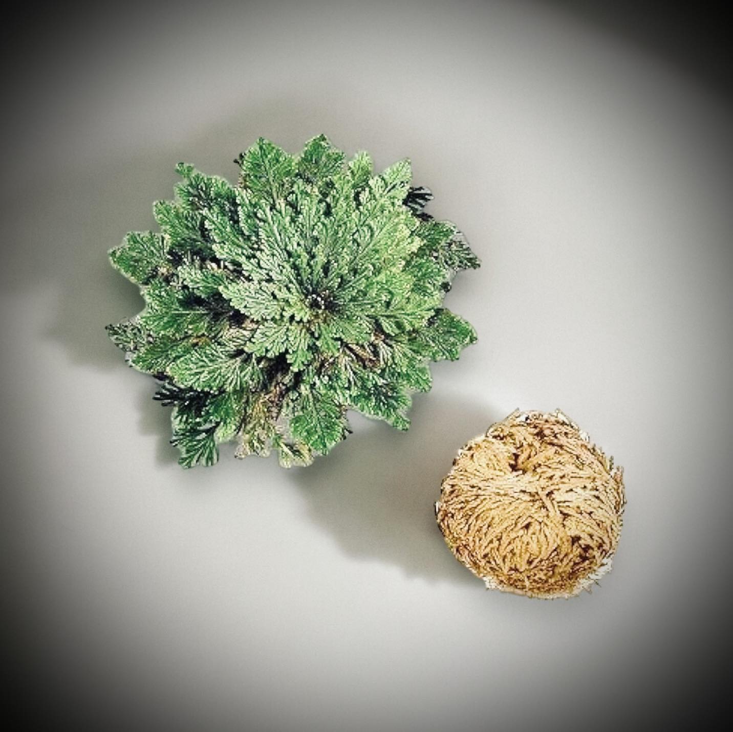 Cleansing Spiritual Jericho Flower Rose of Jericho Resurrection Flower Ritual Flower Plant Unique Cleansing Witch Oddity Gift Idea