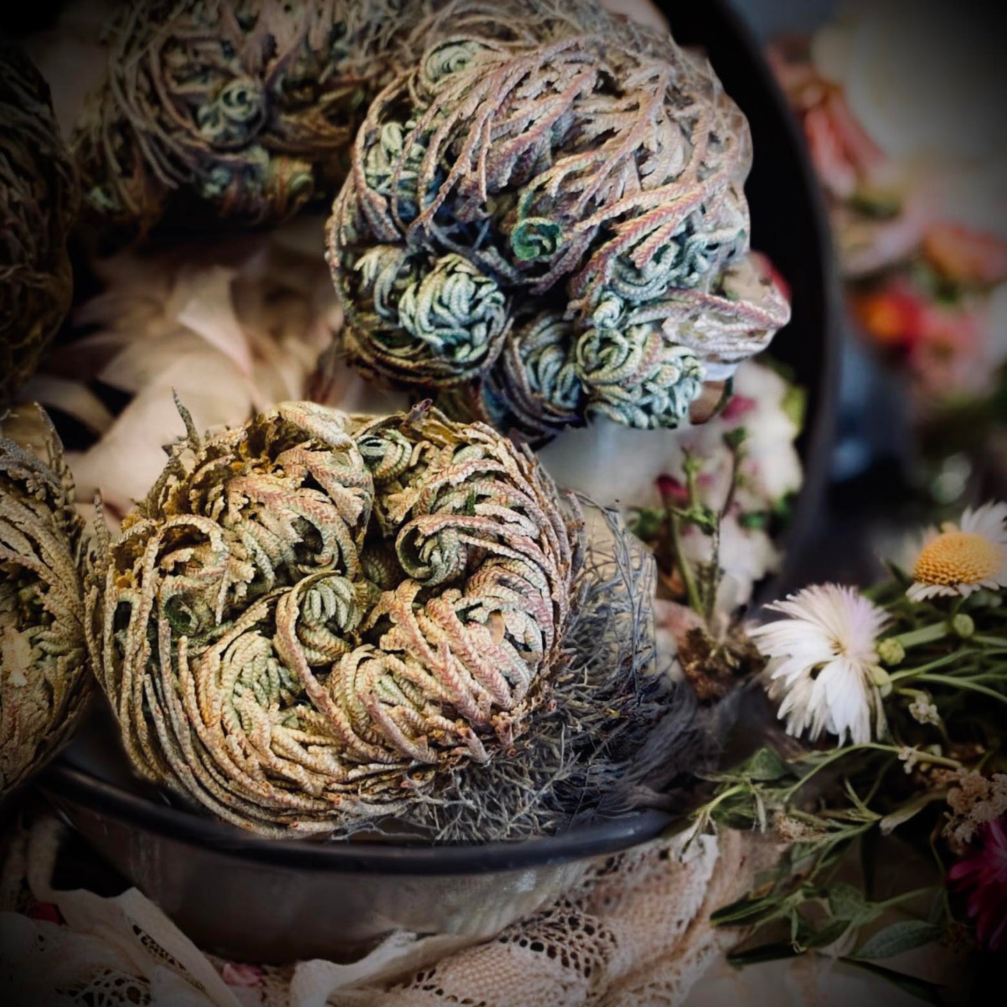Cleansing Spiritual Jericho Flower Rose of Jericho Resurrection Flower Ritual Flower Plant Unique Cleansing Witch Oddity Gift Idea