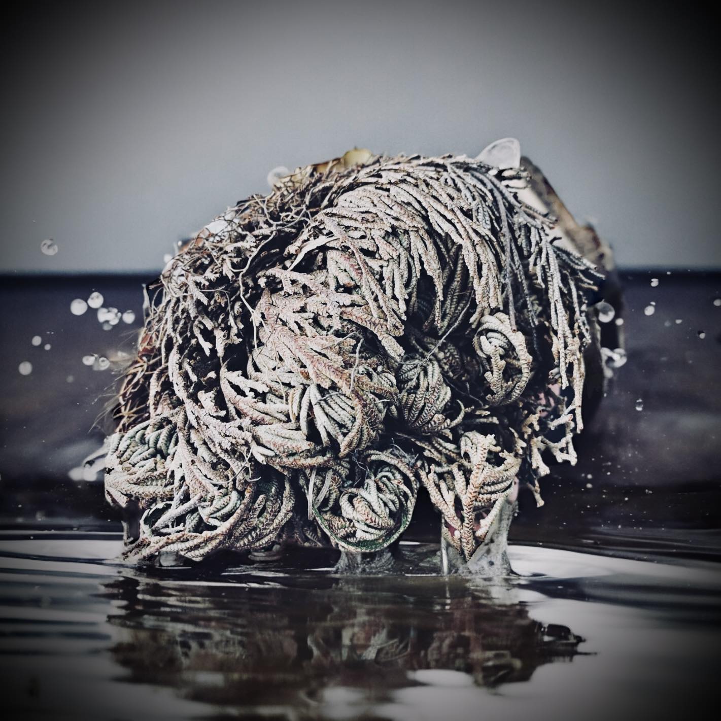 Cleansing Spiritual Jericho Flower Rose of Jericho Resurrection Flower Ritual Flower Plant Unique Cleansing Witch Oddity Gift Idea