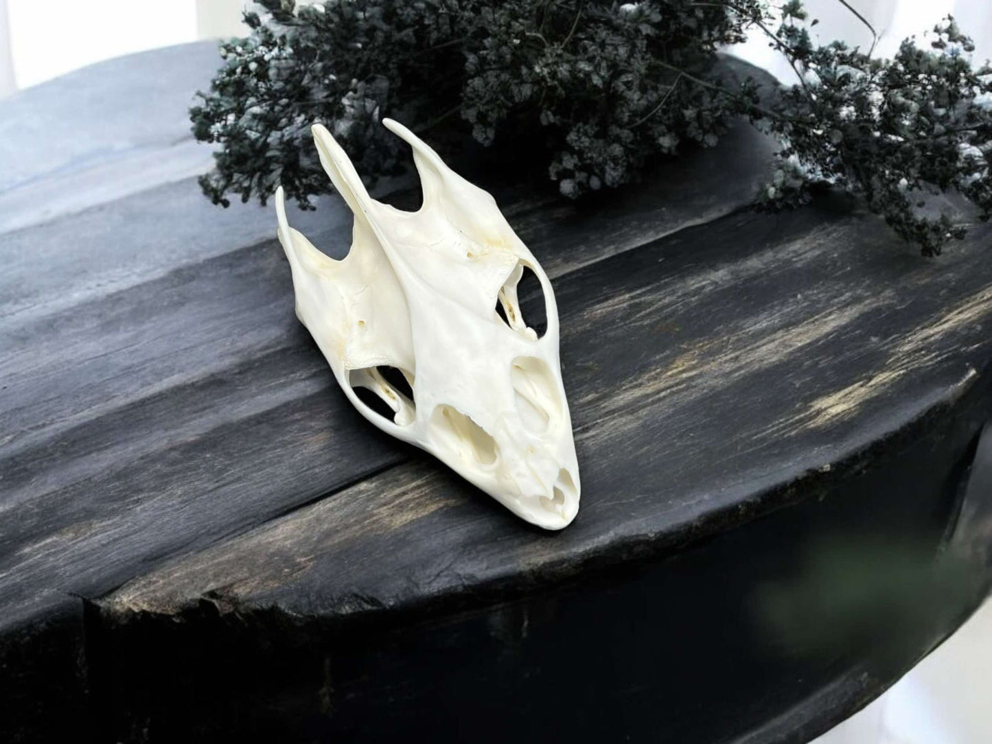 Turtle Skull Real Bone Collected Specimen Curiosity, Oddity, Apothecary, Unique Gift Idea, Witchcraft, Rituals Crafts Taxidermy