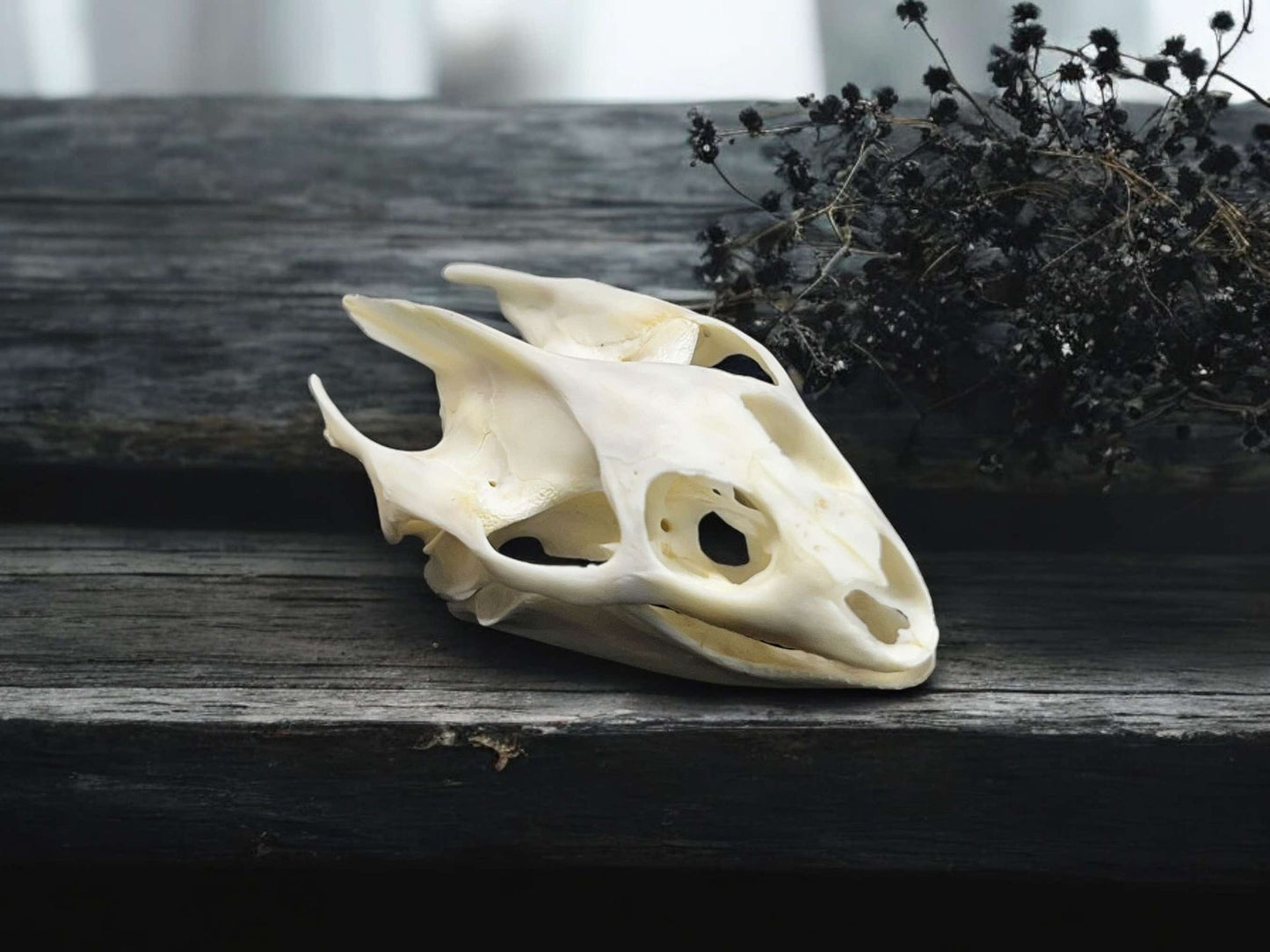 Turtle Skull Real Bone Collected Specimen Curiosity, Oddity, Apothecary, Unique Gift Idea, Witchcraft, Rituals Crafts Taxidermy
