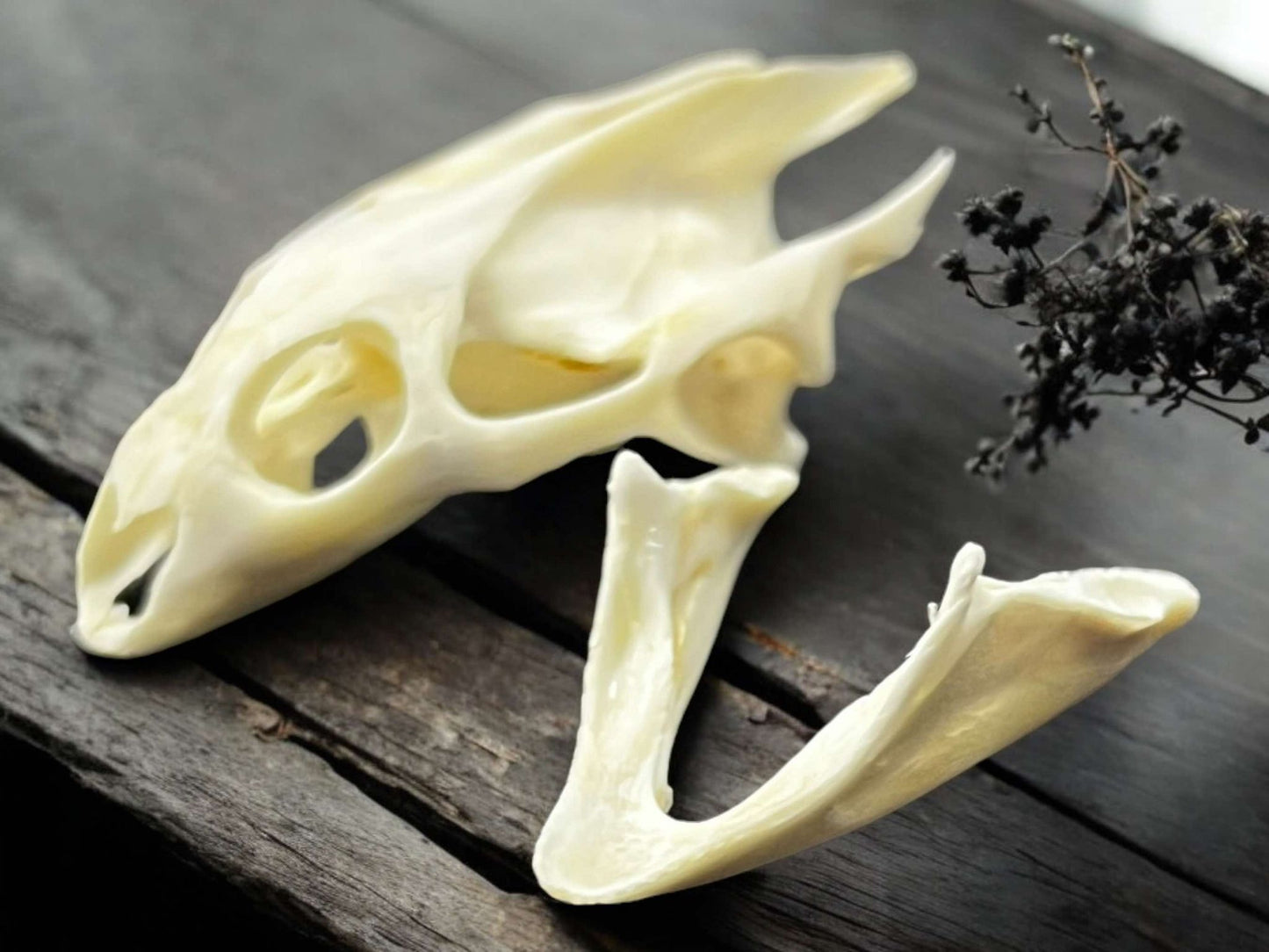 Turtle Skull Real Bone Collected Specimen Curiosity, Oddity, Apothecary, Unique Gift Idea, Witchcraft, Rituals Crafts Taxidermy