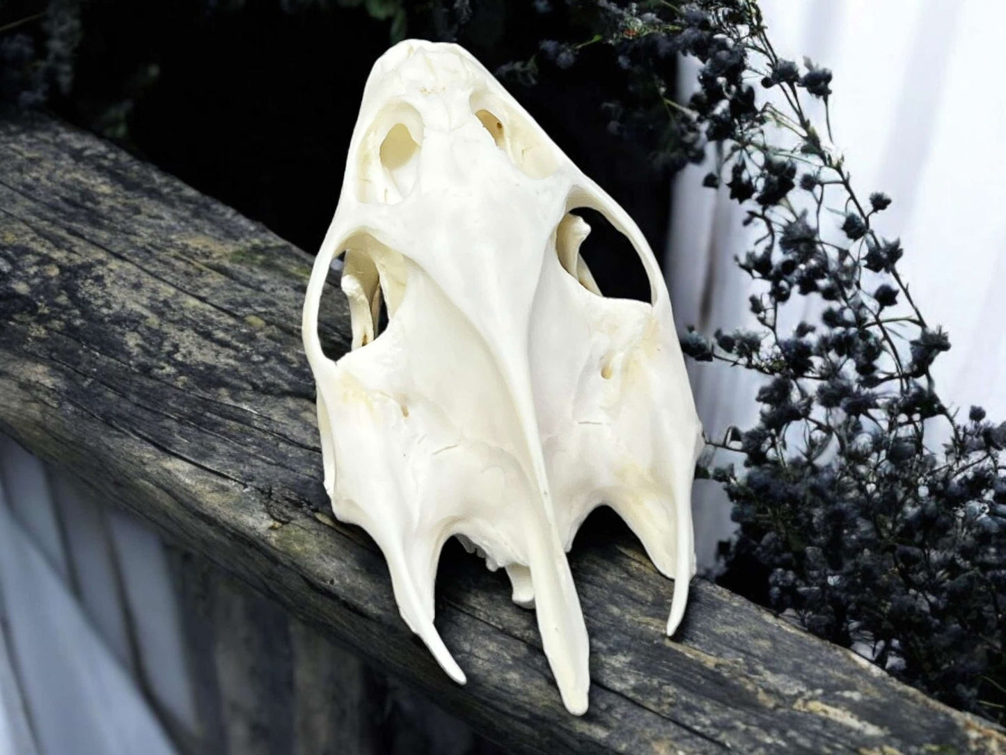 Turtle Skull Real Bone Collected Specimen Curiosity, Oddity, Apothecary, Unique Gift Idea, Witchcraft, Rituals Crafts Taxidermy