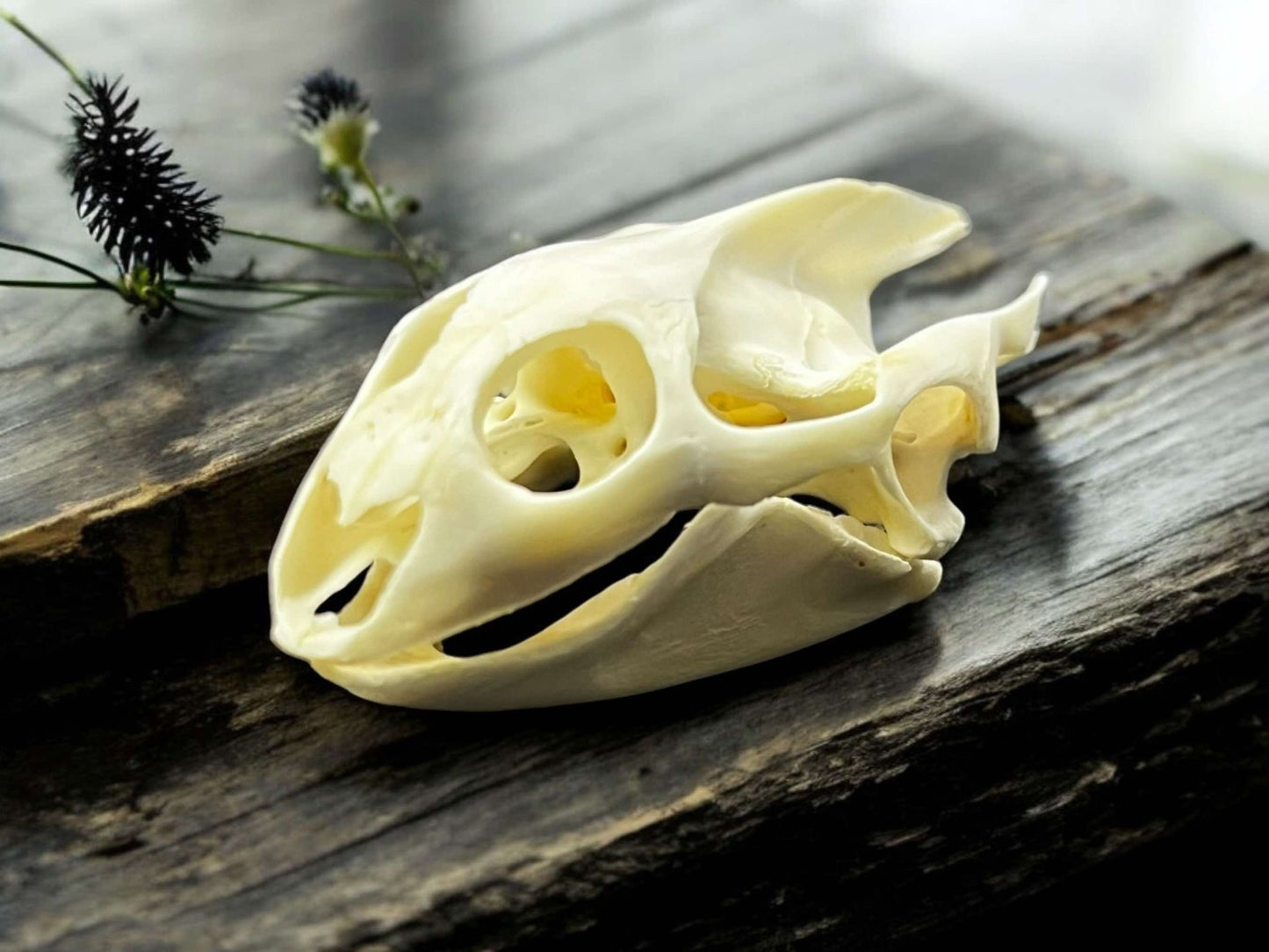 Turtle Skull Real Bone Collected Specimen Curiosity, Oddity, Apothecary, Unique Gift Idea, Witchcraft, Rituals Crafts Taxidermy
