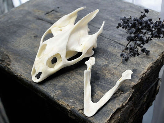 Turtle Skull Real Bone Collected Specimen Curiosity, Oddity, Apothecary, Unique Gift Idea, Witchcraft, Rituals Crafts Taxidermy