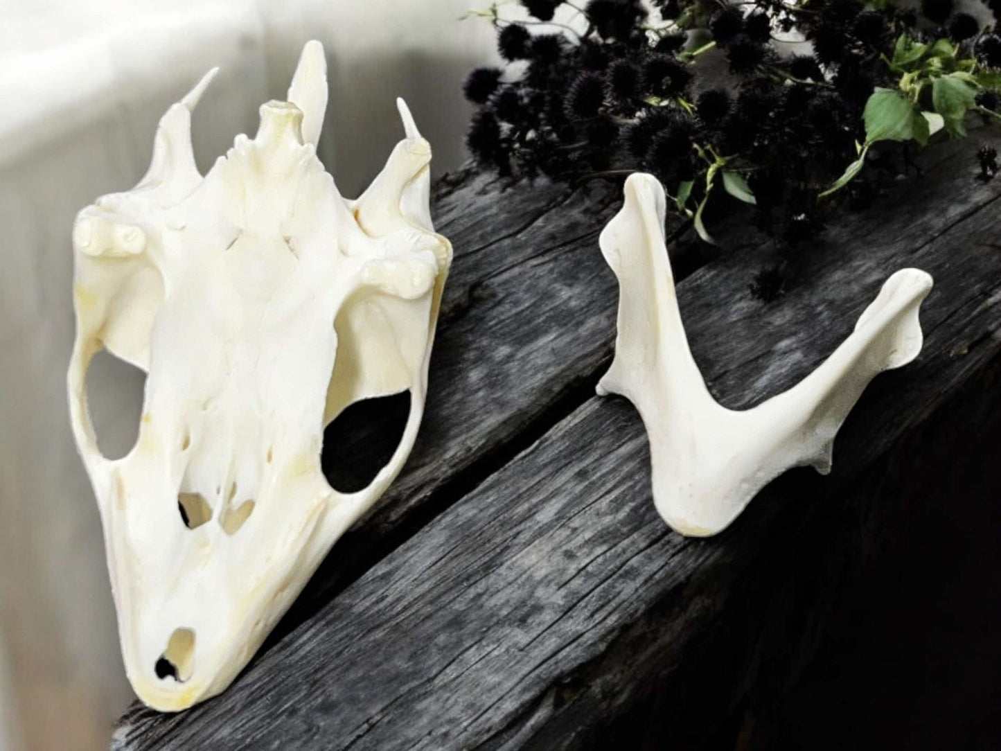 Turtle Skull Real Bone Collected Specimen Curiosity, Oddity, Apothecary, Unique Gift Idea, Witchcraft, Rituals Crafts Taxidermy