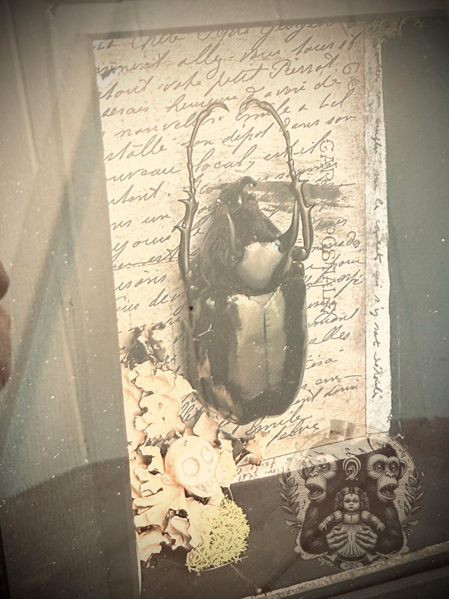 Atlas Beetle Chalcosoma Atlas Huge Beetle Shadow Box Display Taxidermy Home Decor Preserved Whimsical Oddity Oddities Curiosities Gift Idea