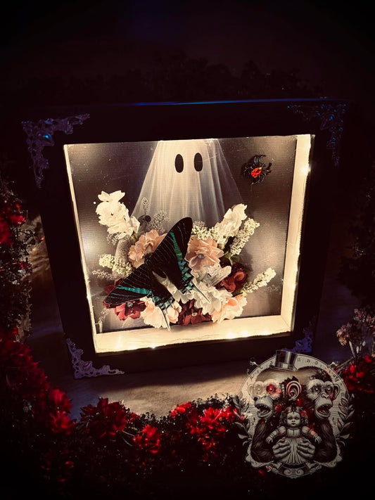 Urania Butterfly Ghostly Ghost Lighted Shadow Box Display Taxidermy Home Decor Preserved Whimsical Oddity Oddities Curiosities Gift Idea