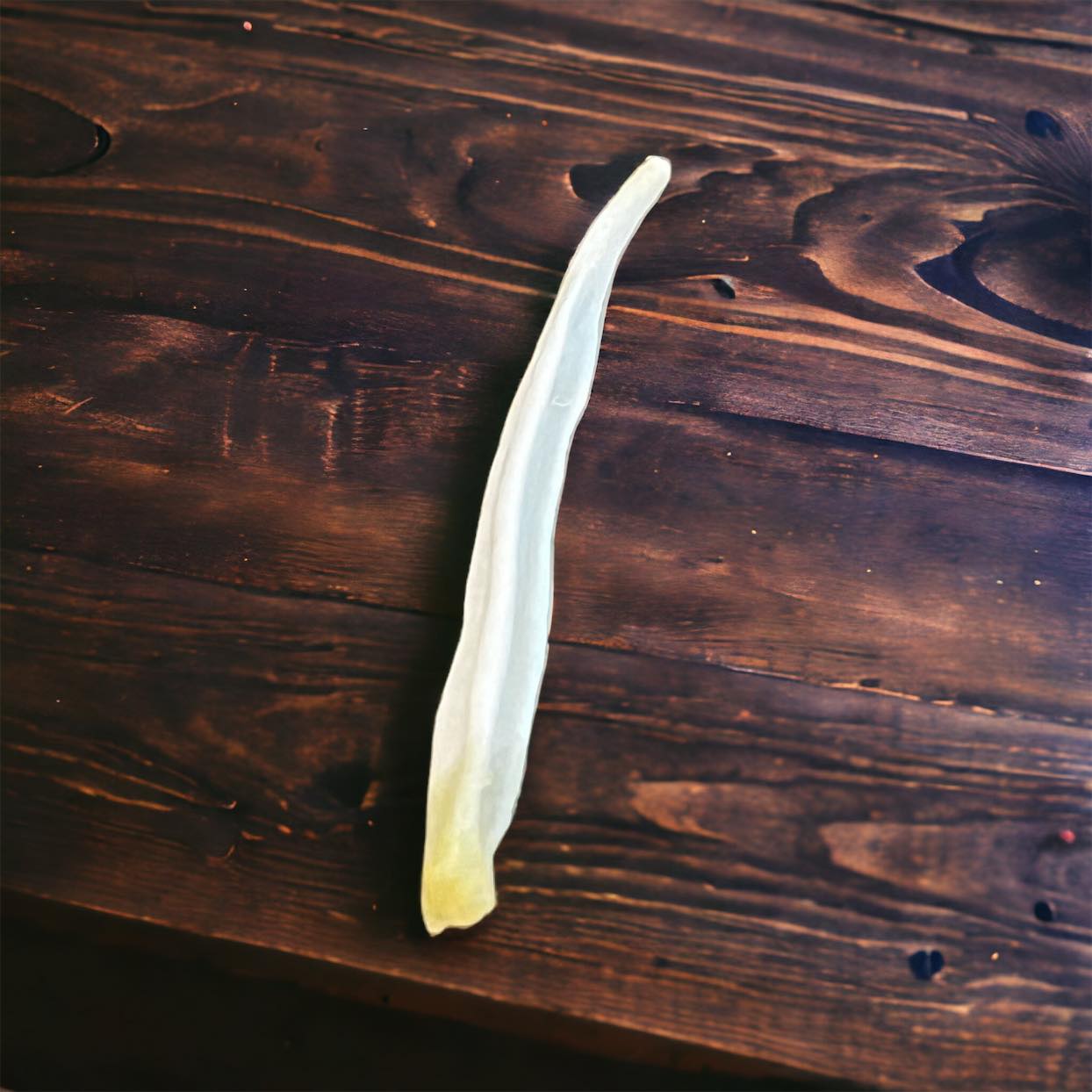 Real Ethically Sourced Rex Fox Penis Baculum 2.25" Cleaned Whitened Oddities Crafting Collector Bone