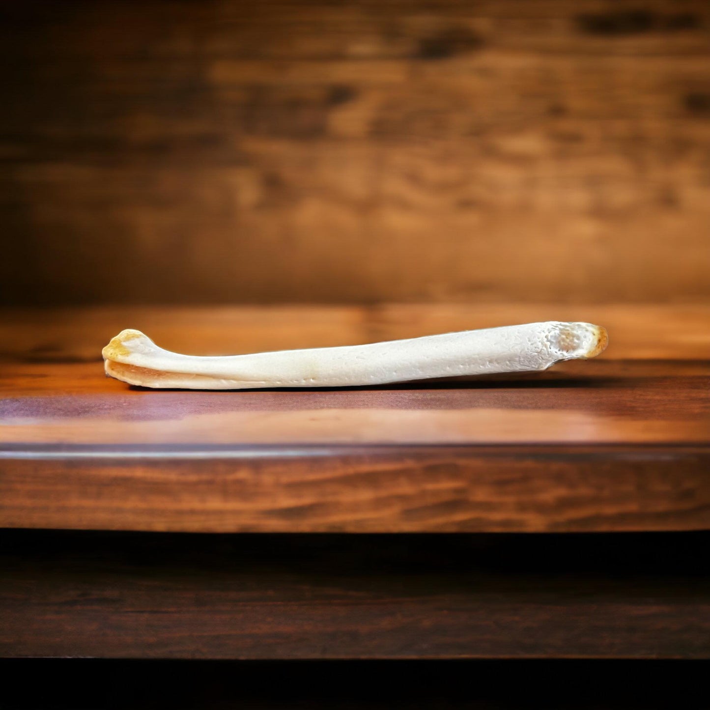 Real Ethically Sourced Rex Fox Penis Baculum 2.25" Cleaned Whitened Oddities Crafting Collector Bone