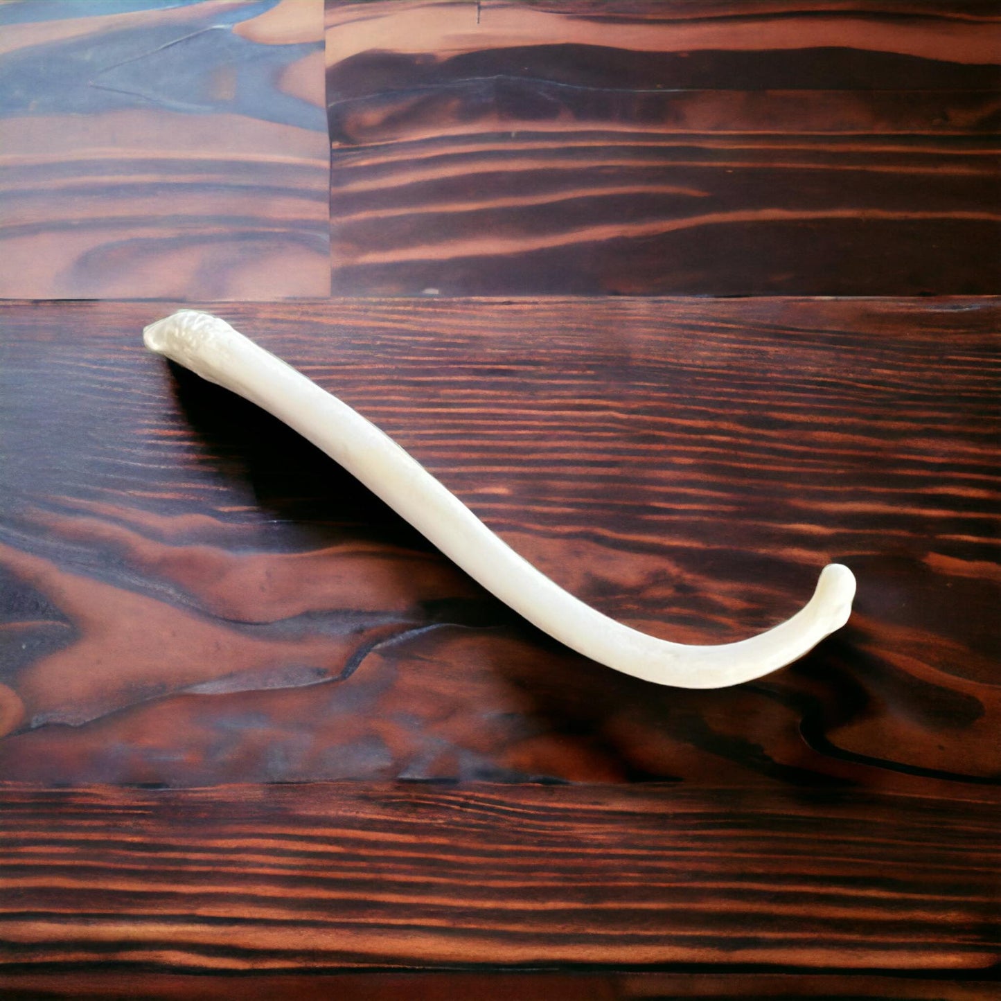 Real Ethically Sourced Raccoon Penis Baculum 3.75" Cleaned Whitened Oddities Crafting Collector Bone