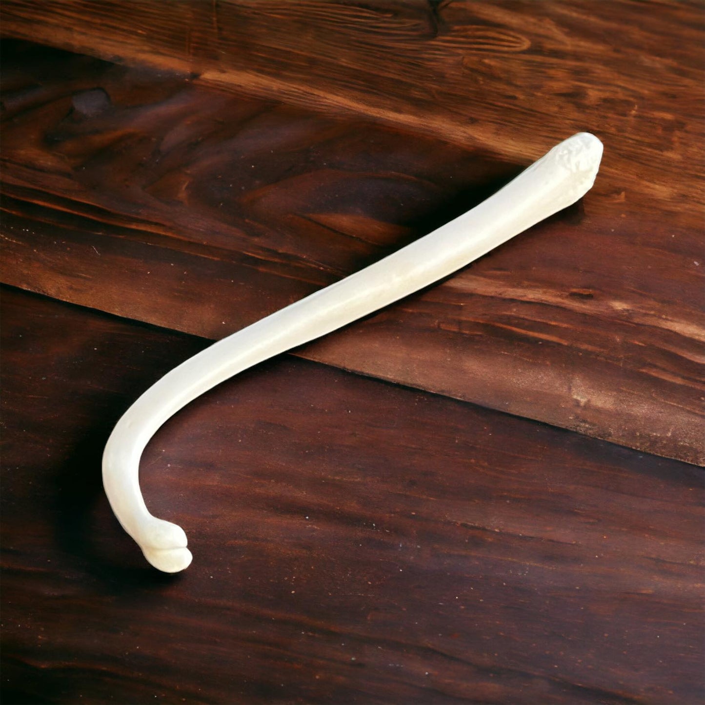 Real Ethically Sourced Raccoon Penis Baculum 3.75" Cleaned Whitened Oddities Crafting Collector Bone