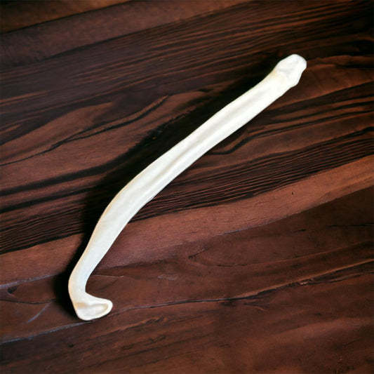 Real Ethically Sourced American Mink Penis Baculum 1.75" Cleaned Whitened Oddities Crafting Collector Bone