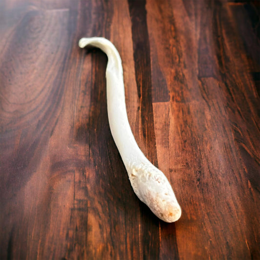 Real Ethically Sourced American Badger Penis Baculum 4" Cleaned Whitened Oddities Crafting Collector Bone