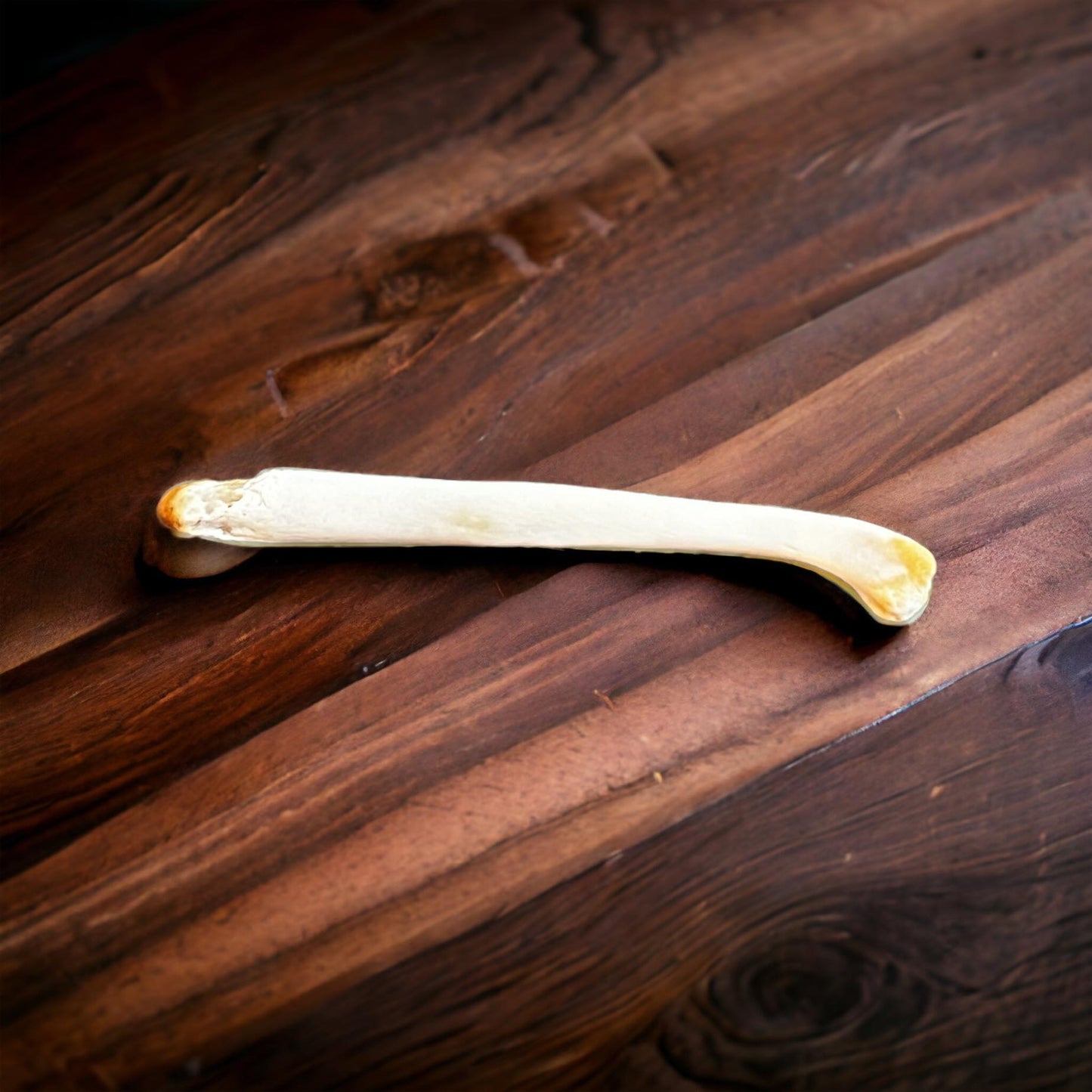 Real Ethically Sourced American River Otter Penis Baculum 3.75" Cleaned Whitened Oddities Crafting Collector Bone