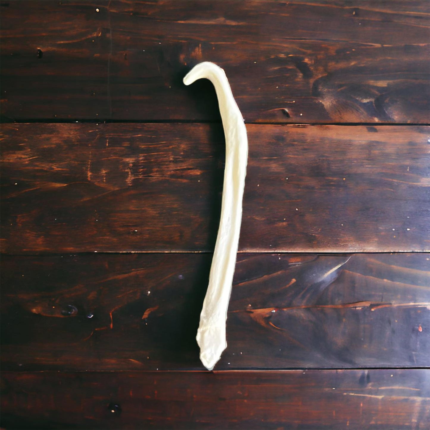 Real Ethically Sourced American Mink Penis Baculum 1.75" Cleaned Whitened Oddities Crafting Collector Bone