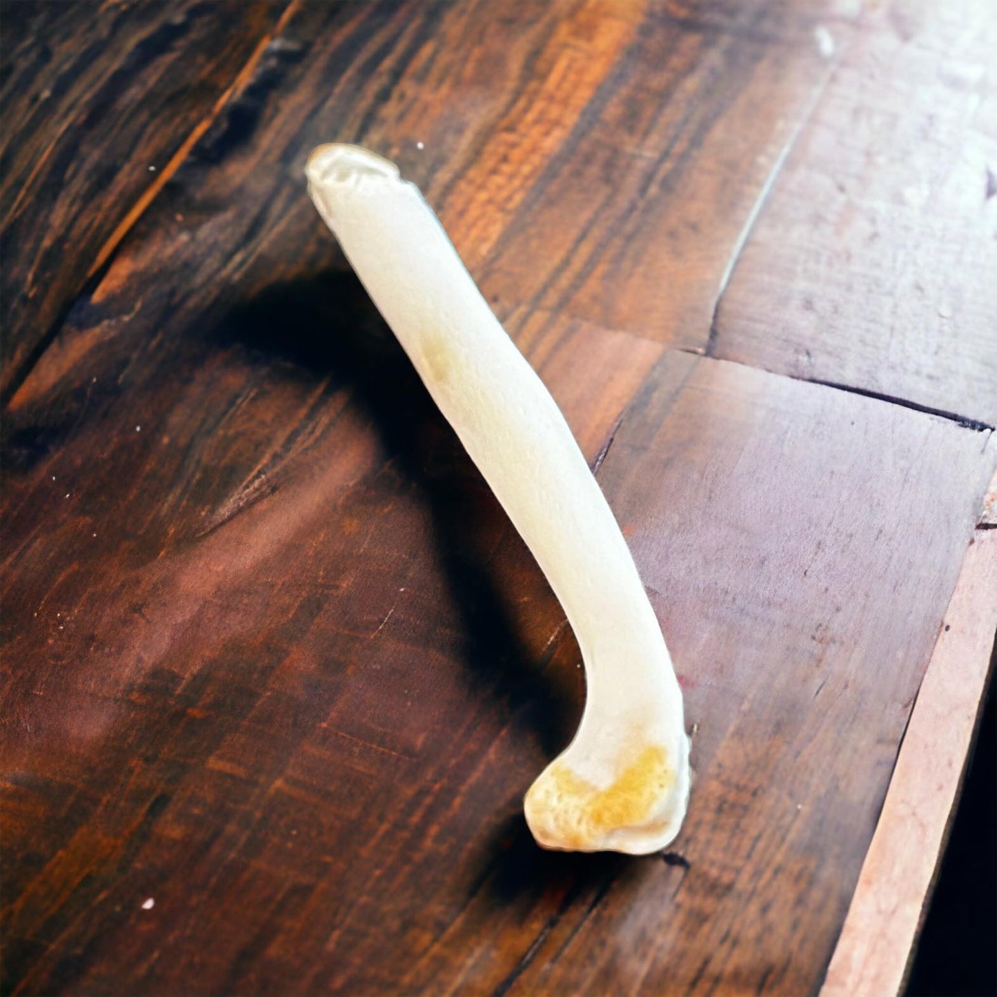 Real Ethically Sourced American River Otter Penis Baculum 3.75" Cleaned Whitened Oddities Crafting Collector Bone