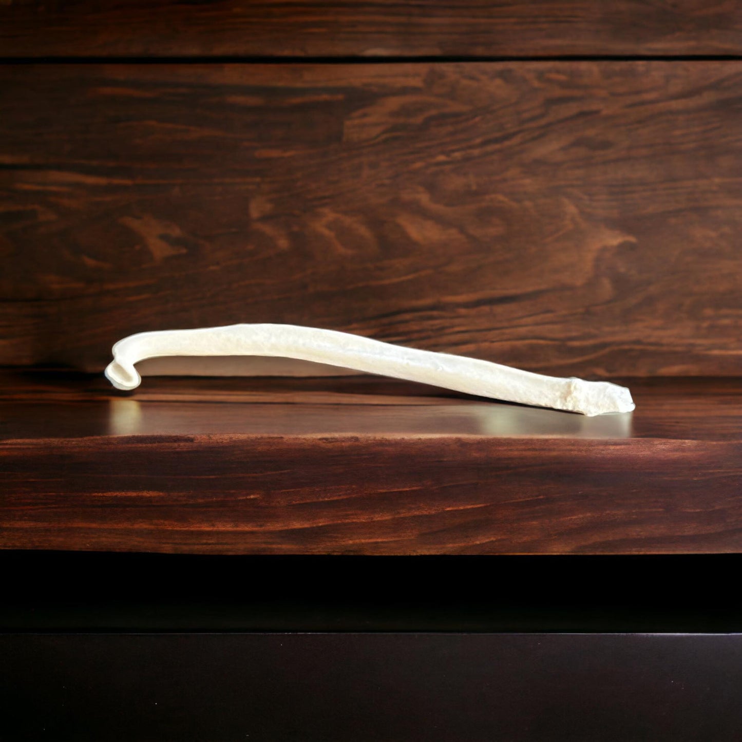 Real Ethically Sourced American Mink Penis Baculum 1.75" Cleaned Whitened Oddities Crafting Collector Bone