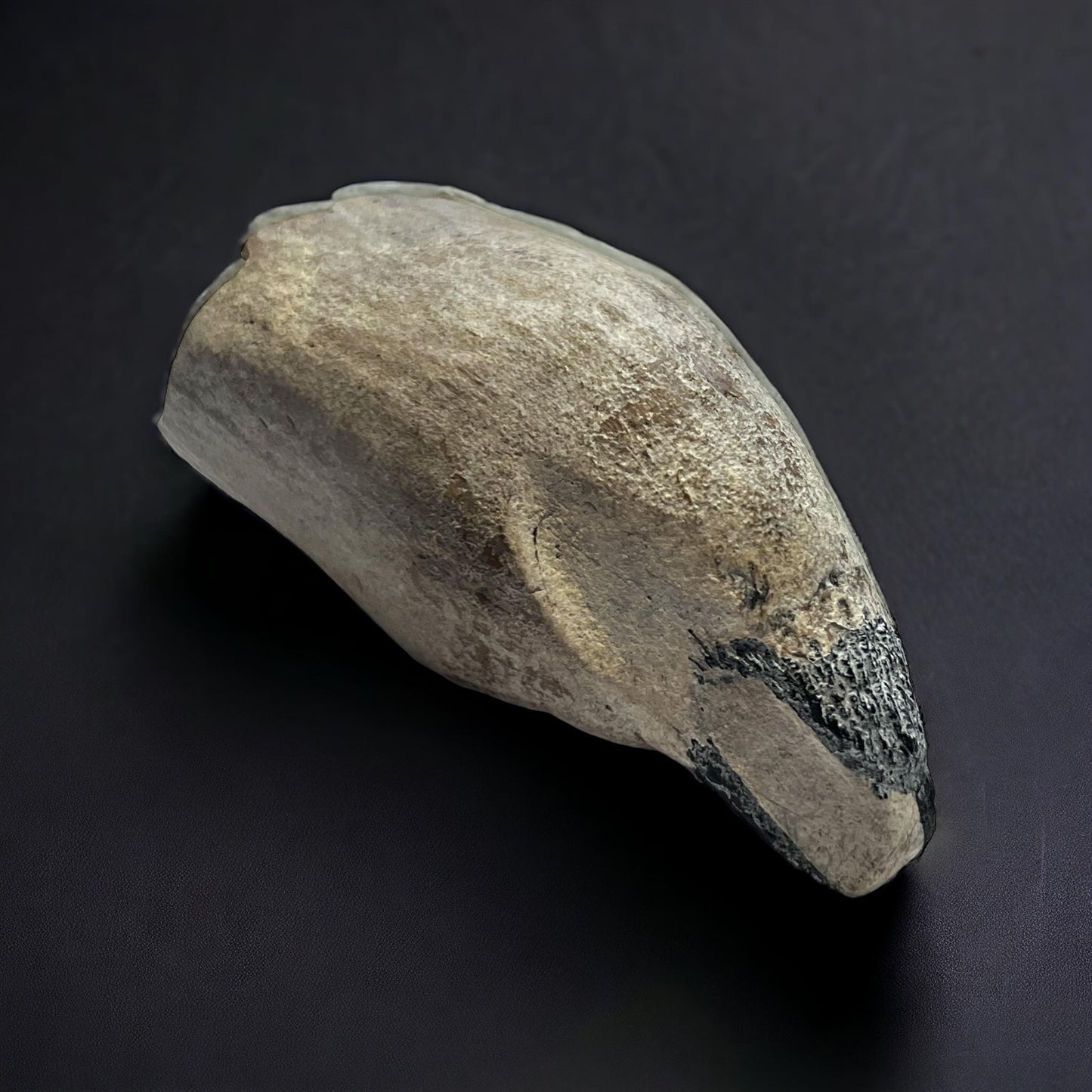 Naturally Collected Sperm Whale Fossilized Tooth Specimen Curiosity, Oddity, Apothecary, Unique Gift Idea Fossil Biology