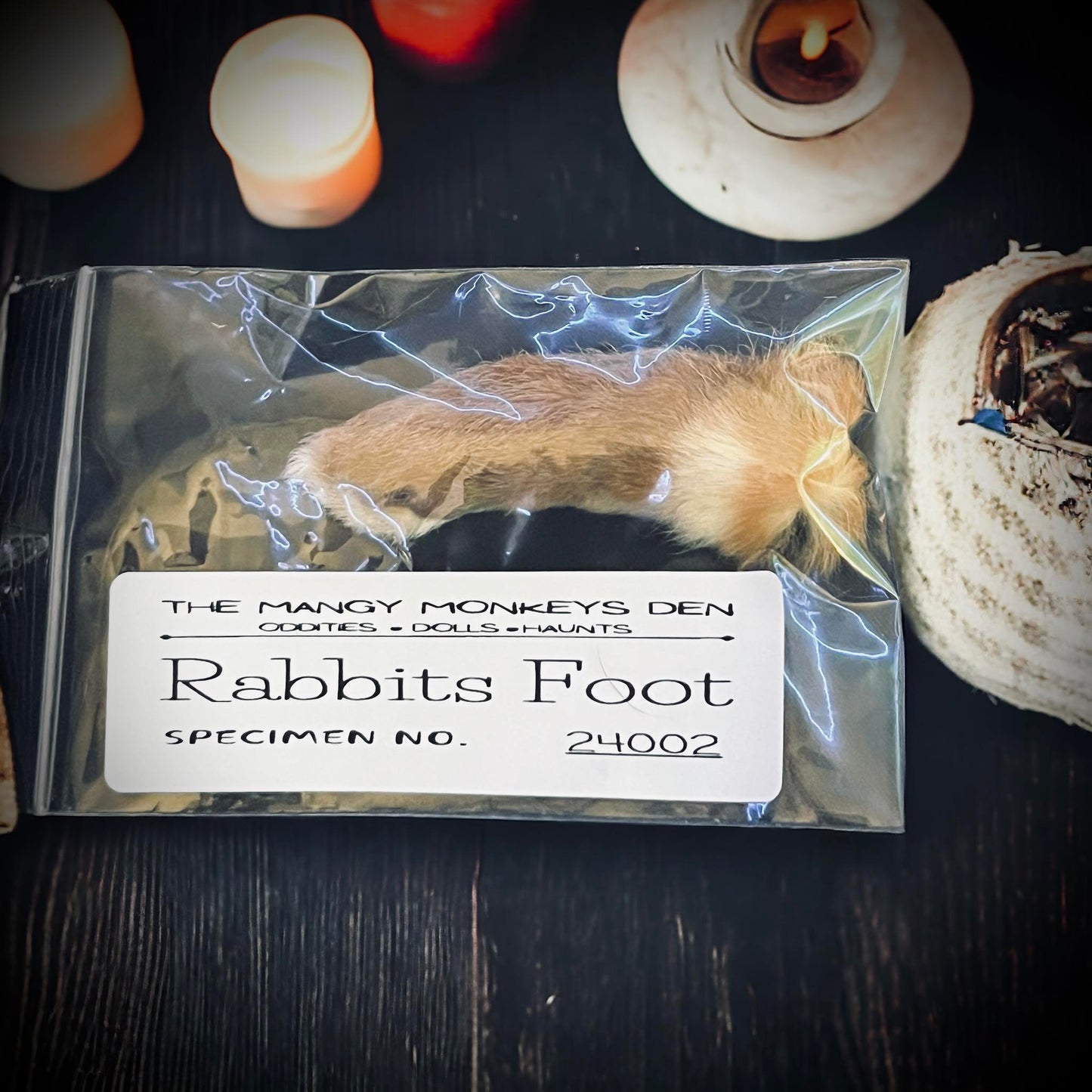 Natural Real Rabbit Foot Dehydrated Gothic Voodoo Witchcraft Curiosity, Oddity, Real Animal Bones, Taxidermy, Unique Gift Idea Specimen 2402