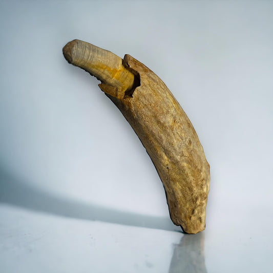 Naturally Collected Dolphin Porpoise Fossilized Tooth Specimen Curiosity, Oddity, Apothecary, Unique Gift Idea Fossil Biology