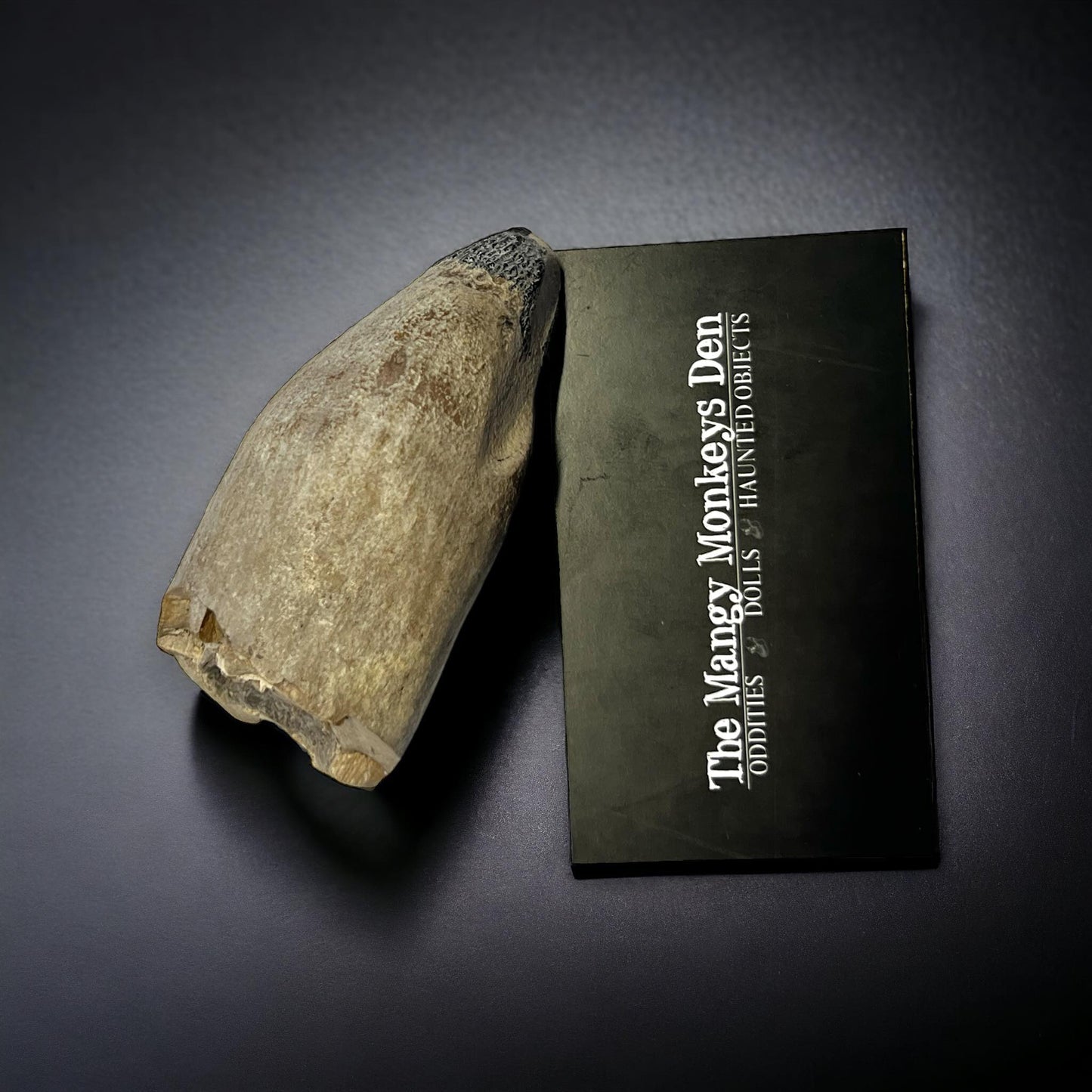 Naturally Collected Sperm Whale Fossilized Tooth Specimen Curiosity, Oddity, Apothecary, Unique Gift Idea Fossil Biology