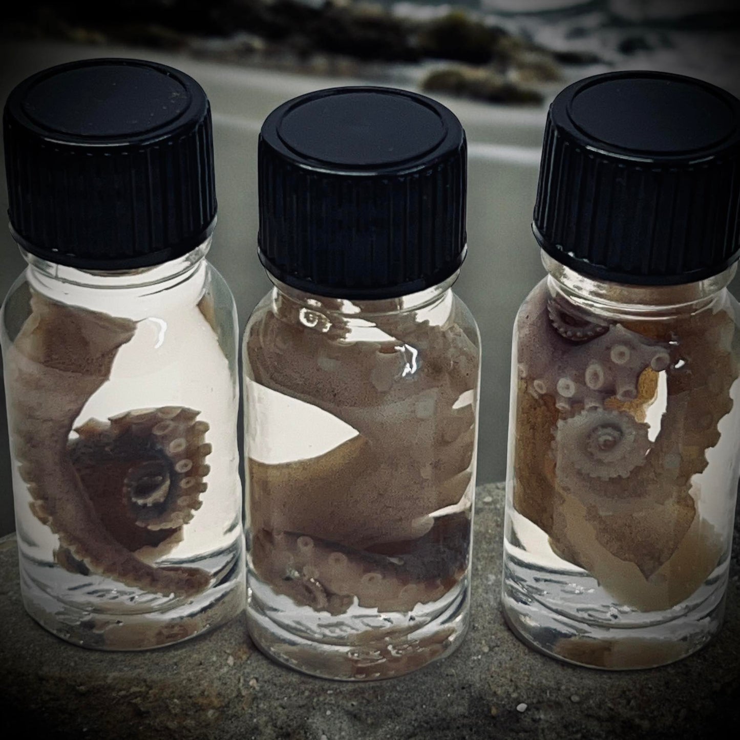 Wet Specimen Octopus Tentacles Unique Gift Idea Witchcraft Occult Oddity Apothecary Bottle Real Wet Specimen Taxidermy Curiosity Bottle