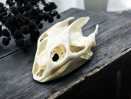 Turtle Skull Real Bone Collected Specimen Curiosity, Oddity, Apothecary, Unique Gift Idea, Witchcraft, Rituals Crafts Taxidermy